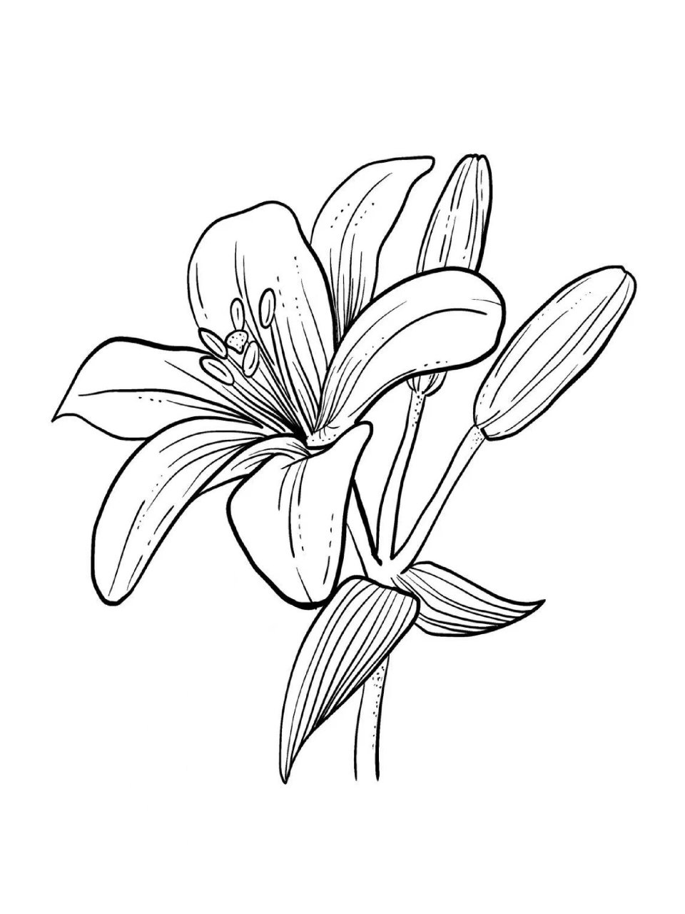 【植物篇】-百合花