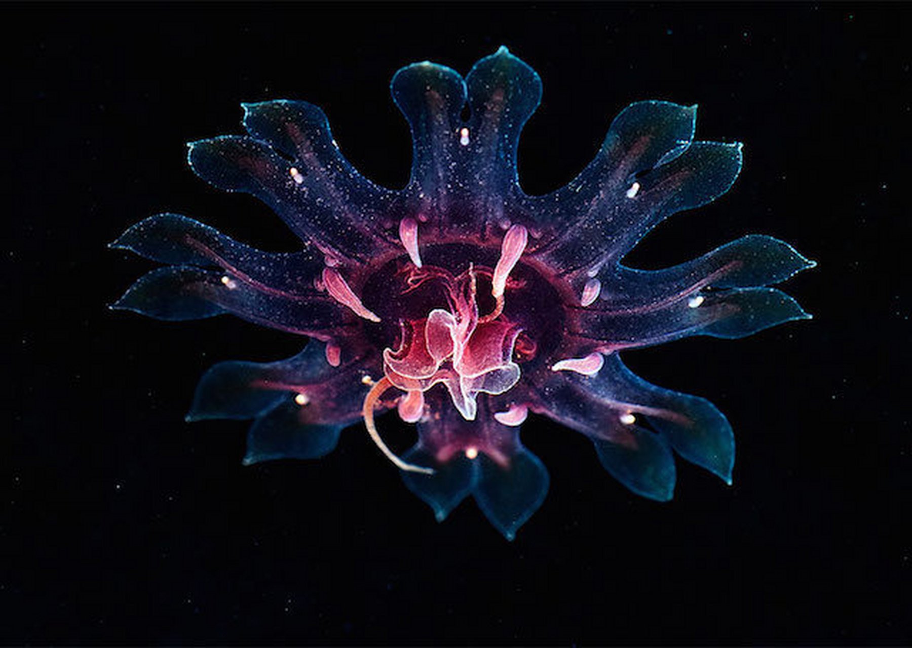 深海精灵  俄罗斯海洋生物学家,摄影师alexander semenov
