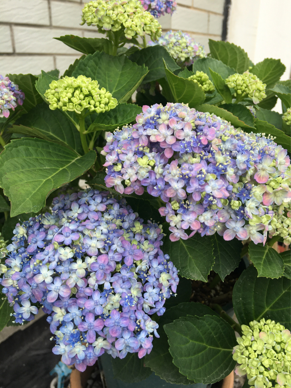 绣球—三河千鸟 我超喜欢的绣球品种:三河千鸟,没有之一.