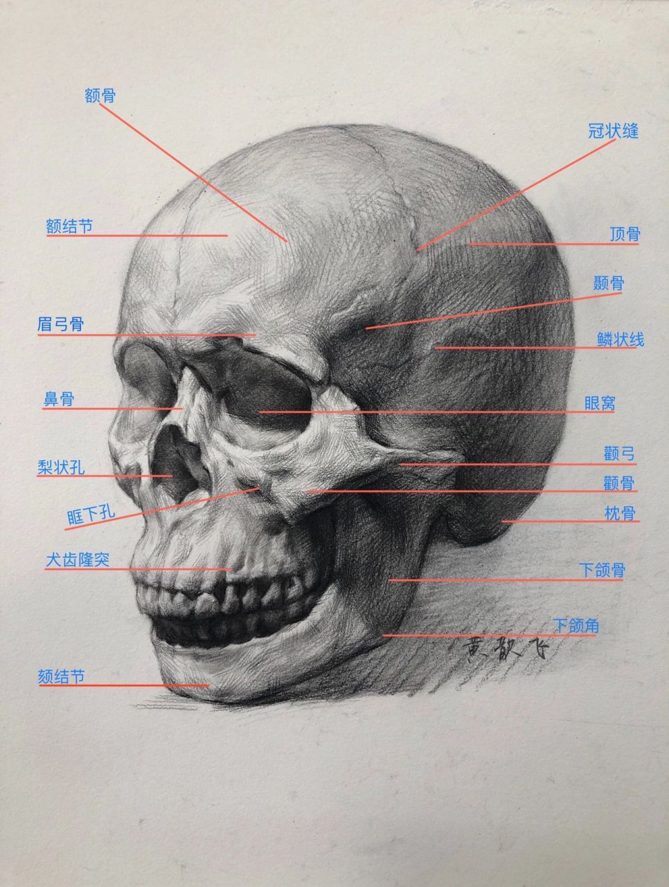 头像骨骼结构素描讲解图片