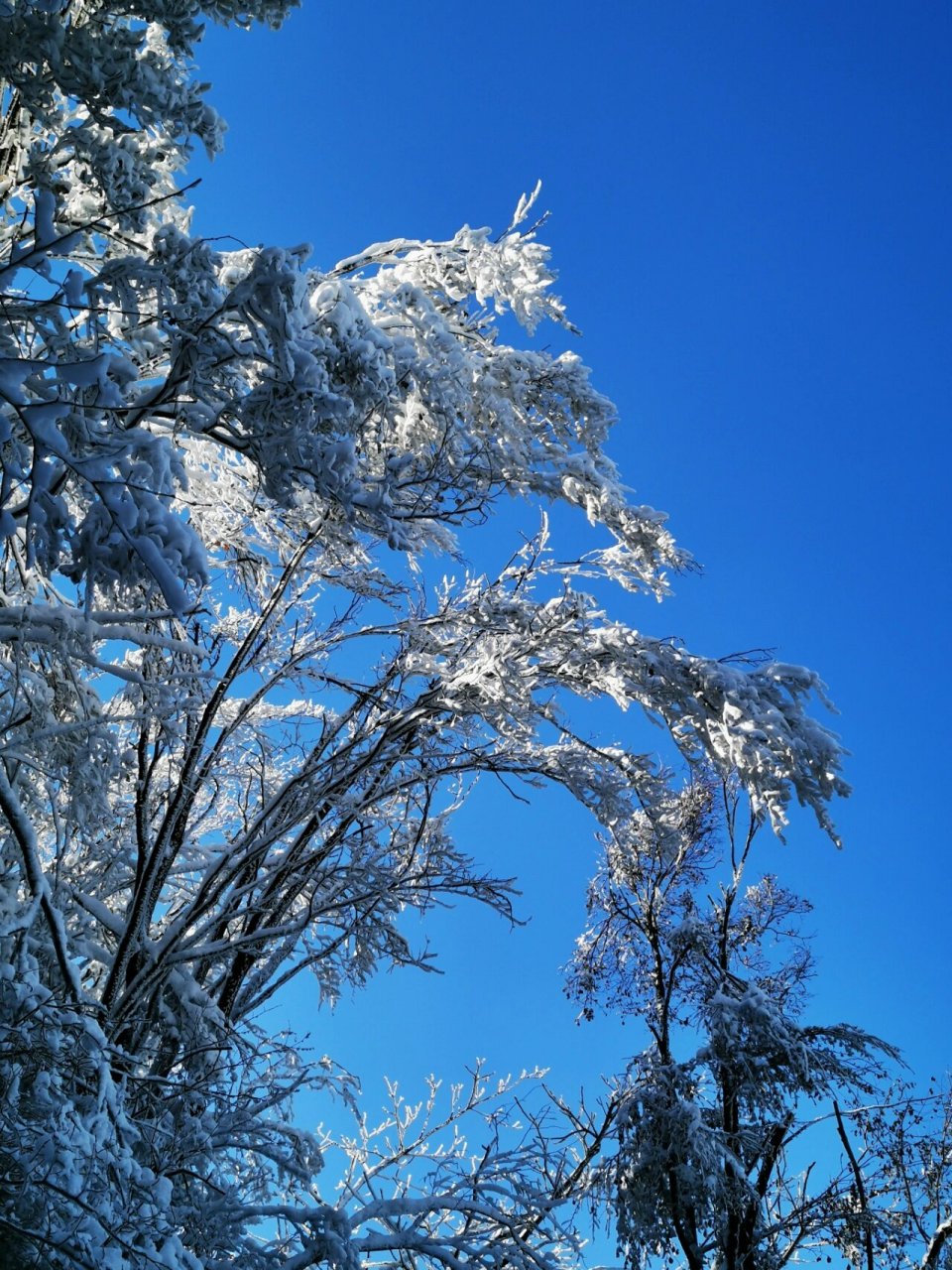 辽宁本溪平顶山雪后初晴,雪景如童话世界 2021年11月12日,辽宁本溪市