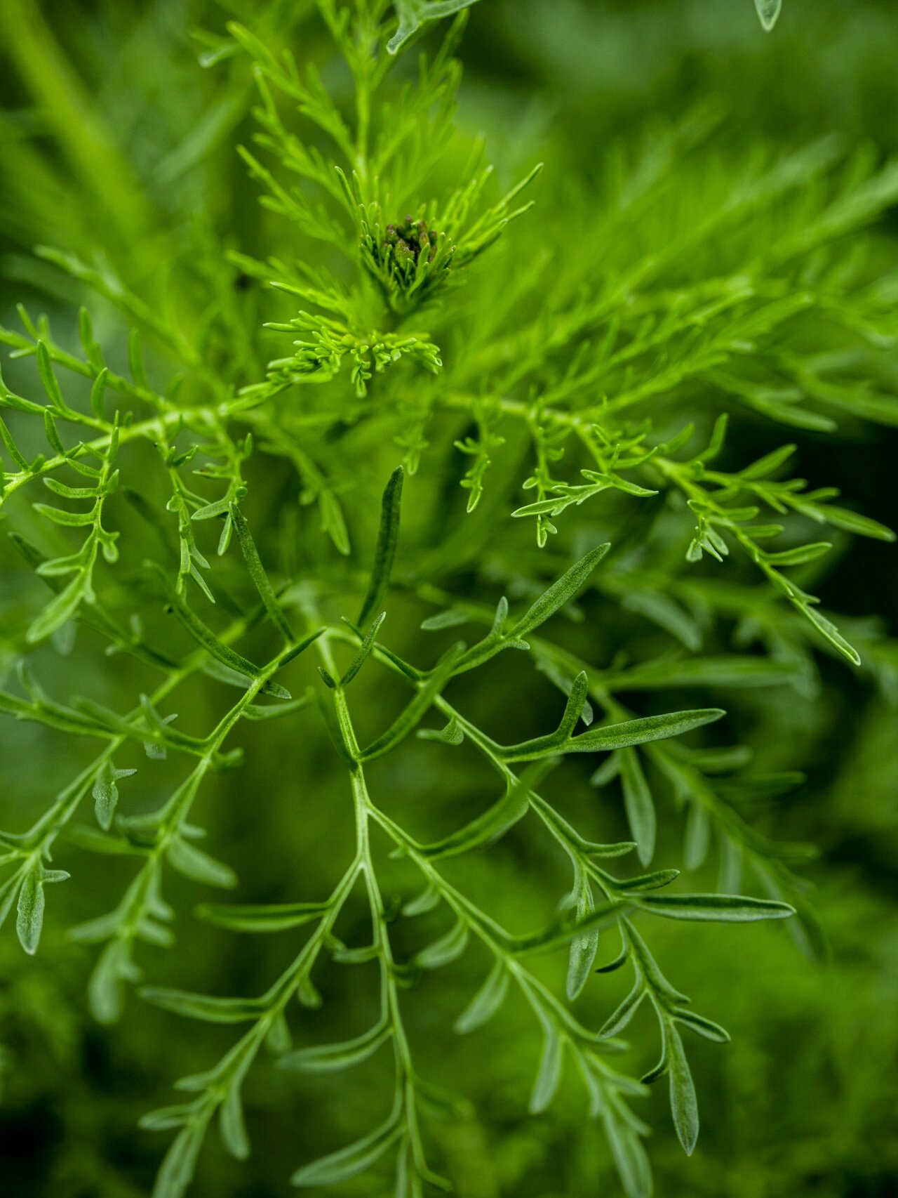 荒野之花||富含"植物黄金"的高原本草.麦蒿