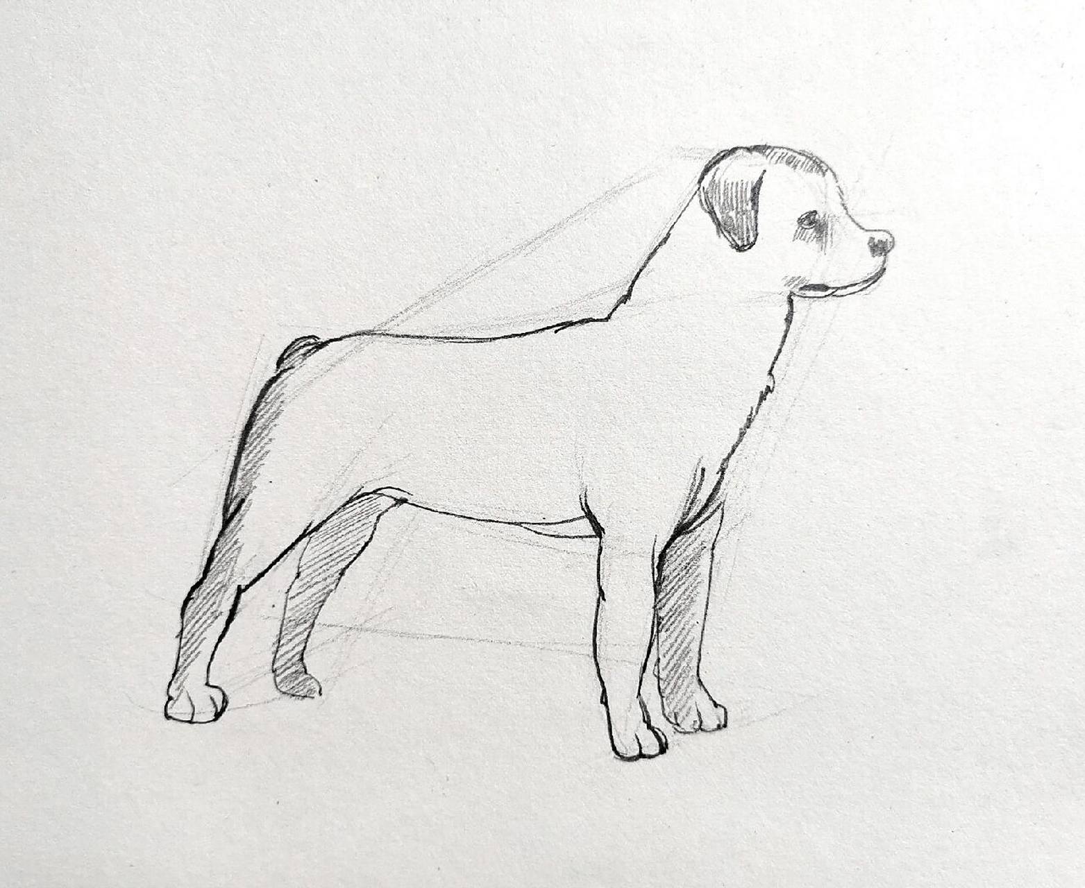 超简单【速写狗狗】步骤图分享