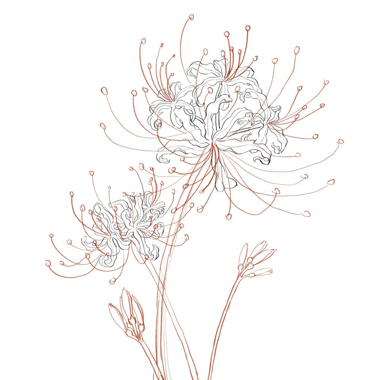 国风插画花卉元素线稿积累2——彼岸花 线稿积累day2~ 彼岸花  代表