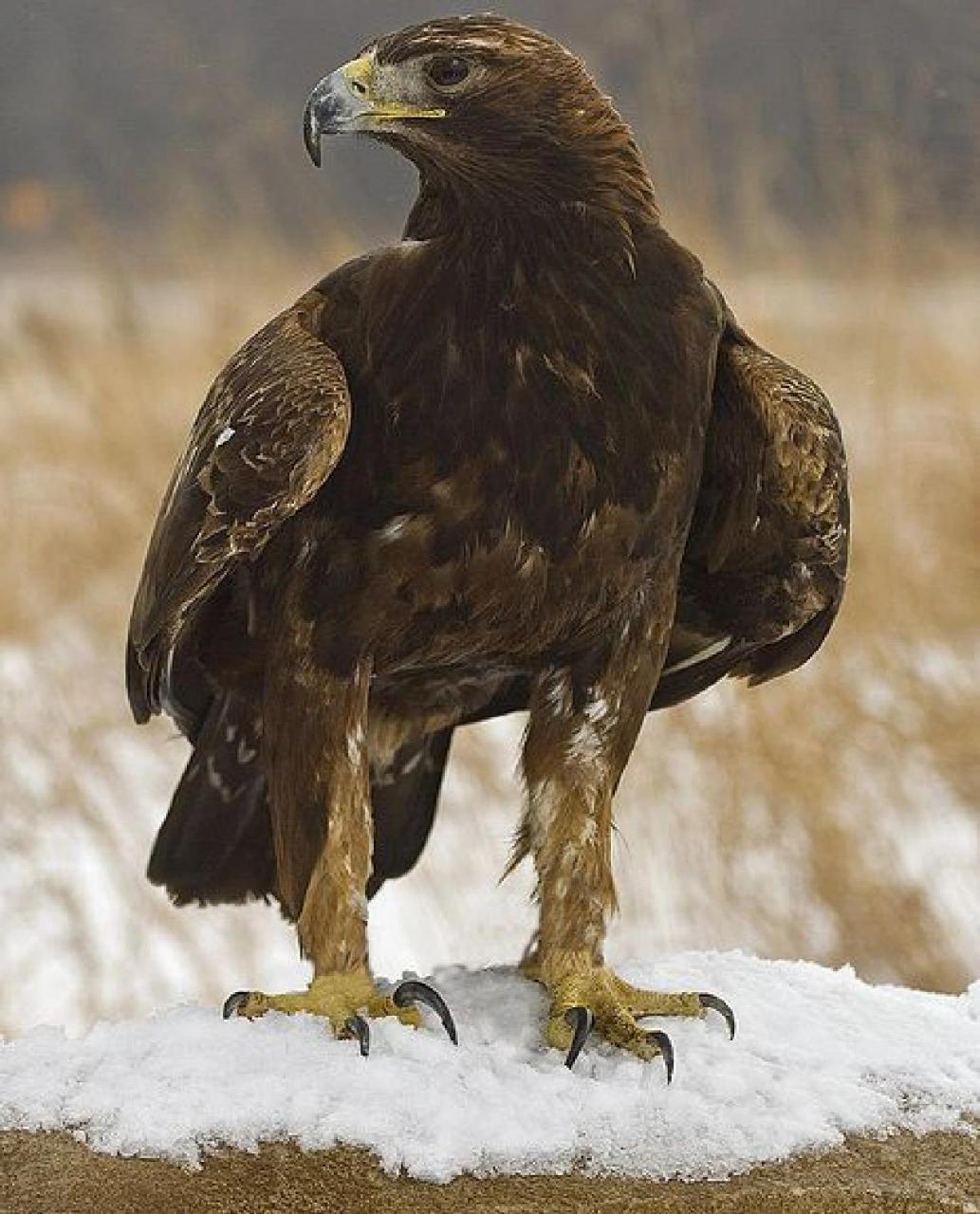 每日科普——金雕07 金雕(学名:aquila chrysaetos):属于鹰科,雕属