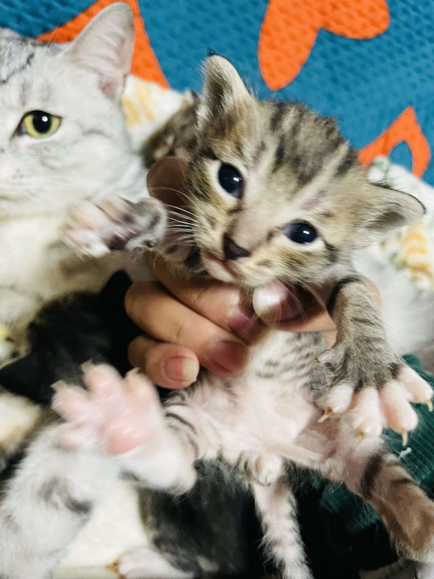 一家八口!暹罗和美短的骨肉