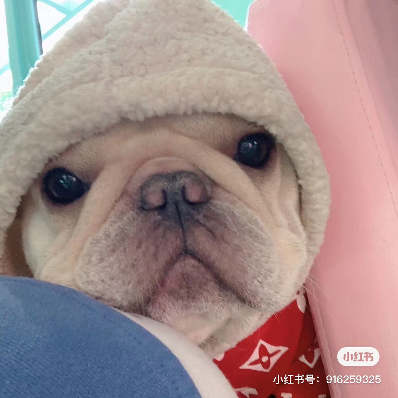 cku血统之谜(扫盲贴)2 信息查询: 犬只查询:血统证书号|芯片号 犬舍