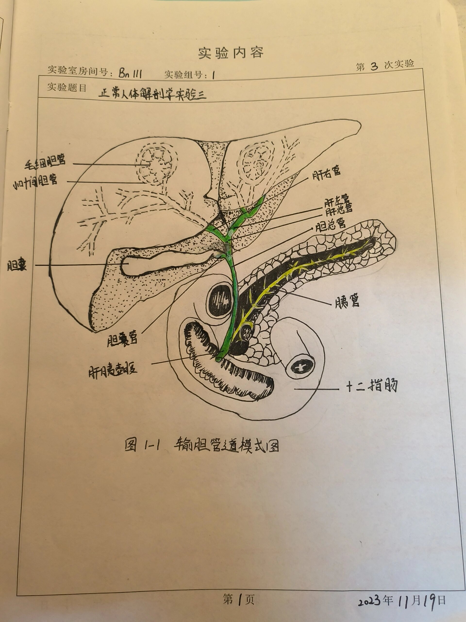 输胆管道模式图 [亲吻]