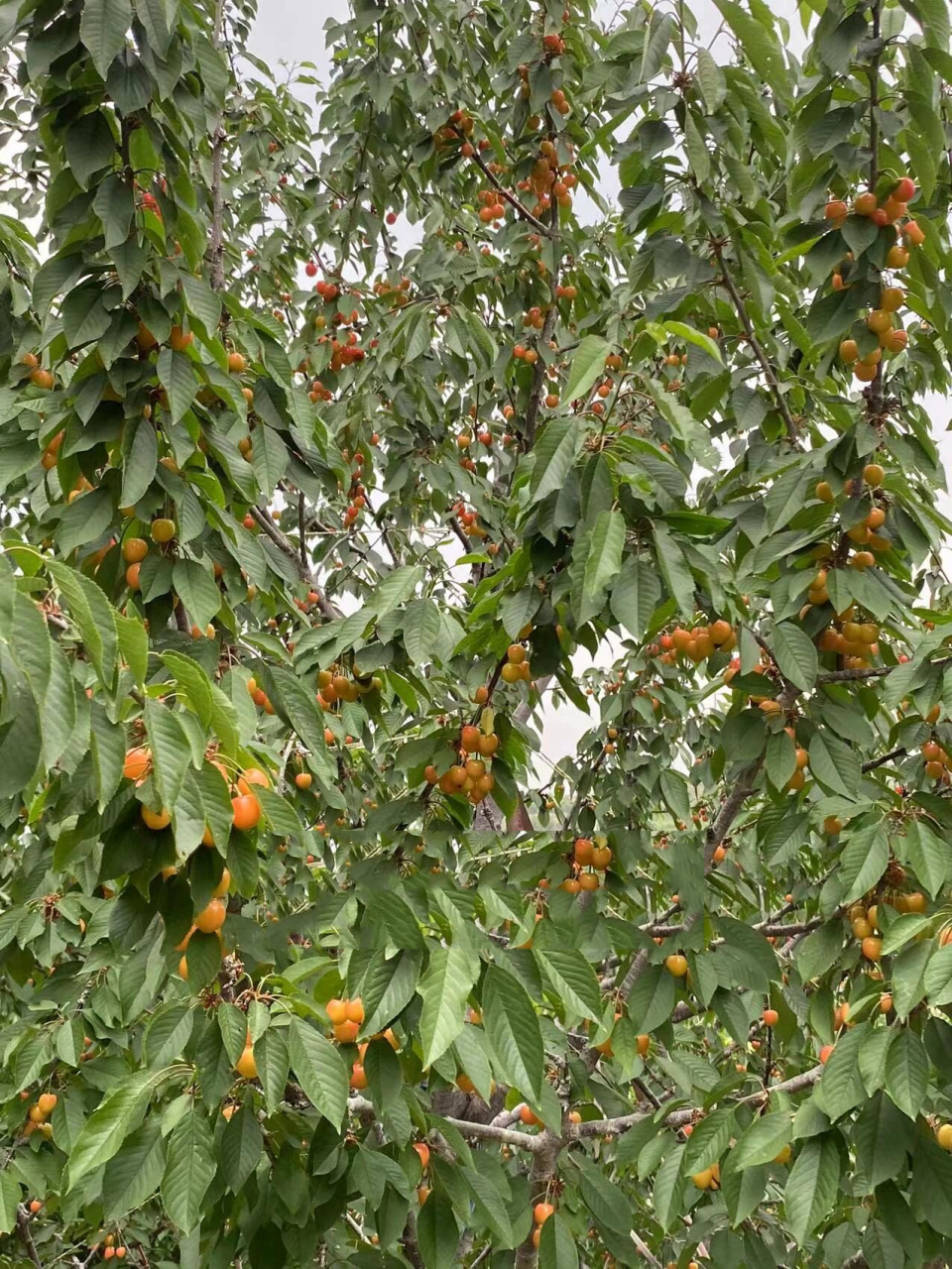 给大家看看黄蜜大樱桃的生长实况90 下午家里人在园里摘樱桃时拍的