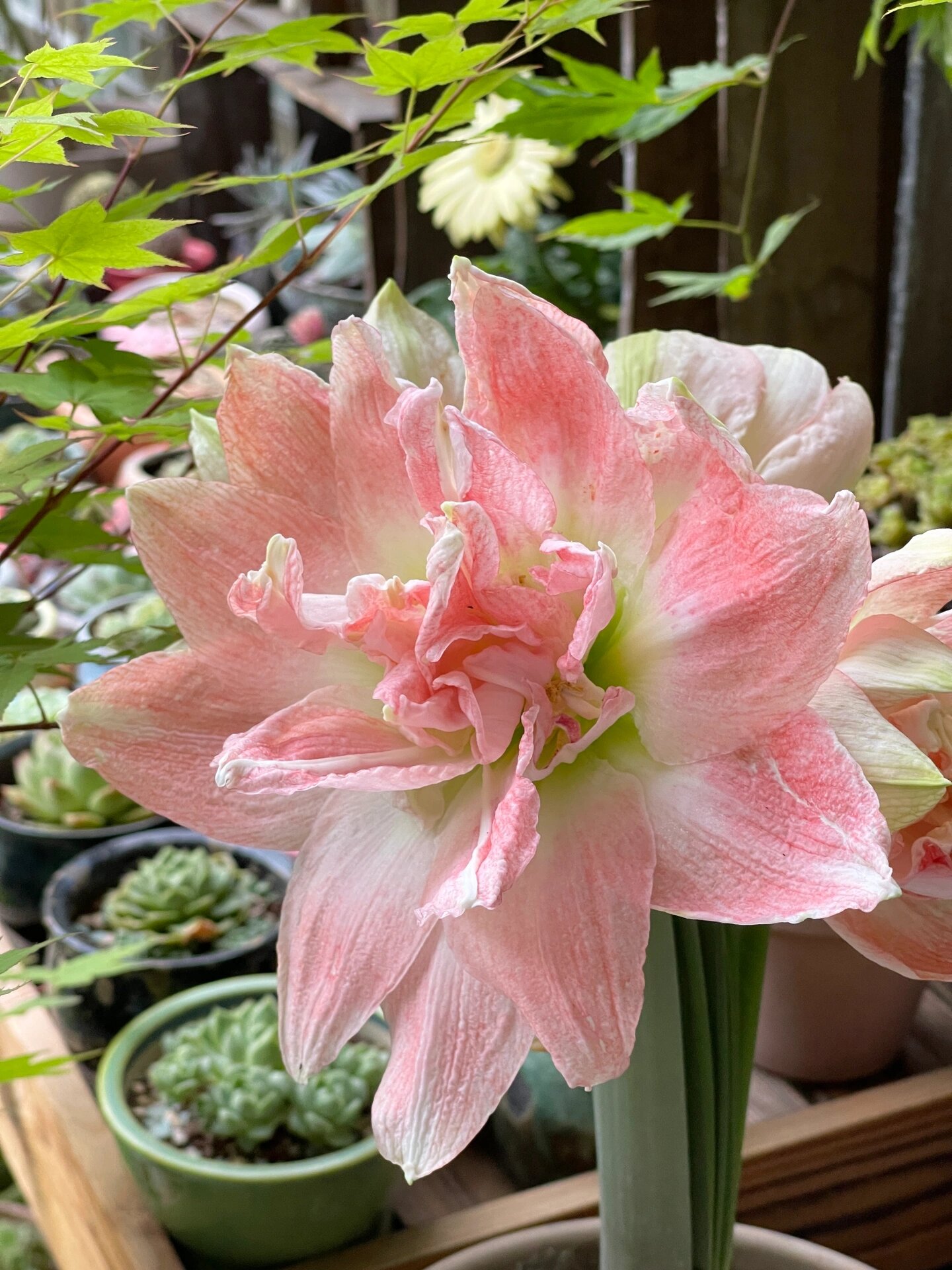 秘鲁朱顶红蒂卡公主 编号10-079,公主粉少女粉,柔软到心里