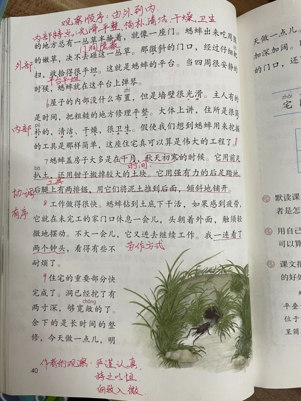 四上11《蟋蟀的住宅》重点 #四年级上册语文# #蟋蟀的住宅# #小学语文