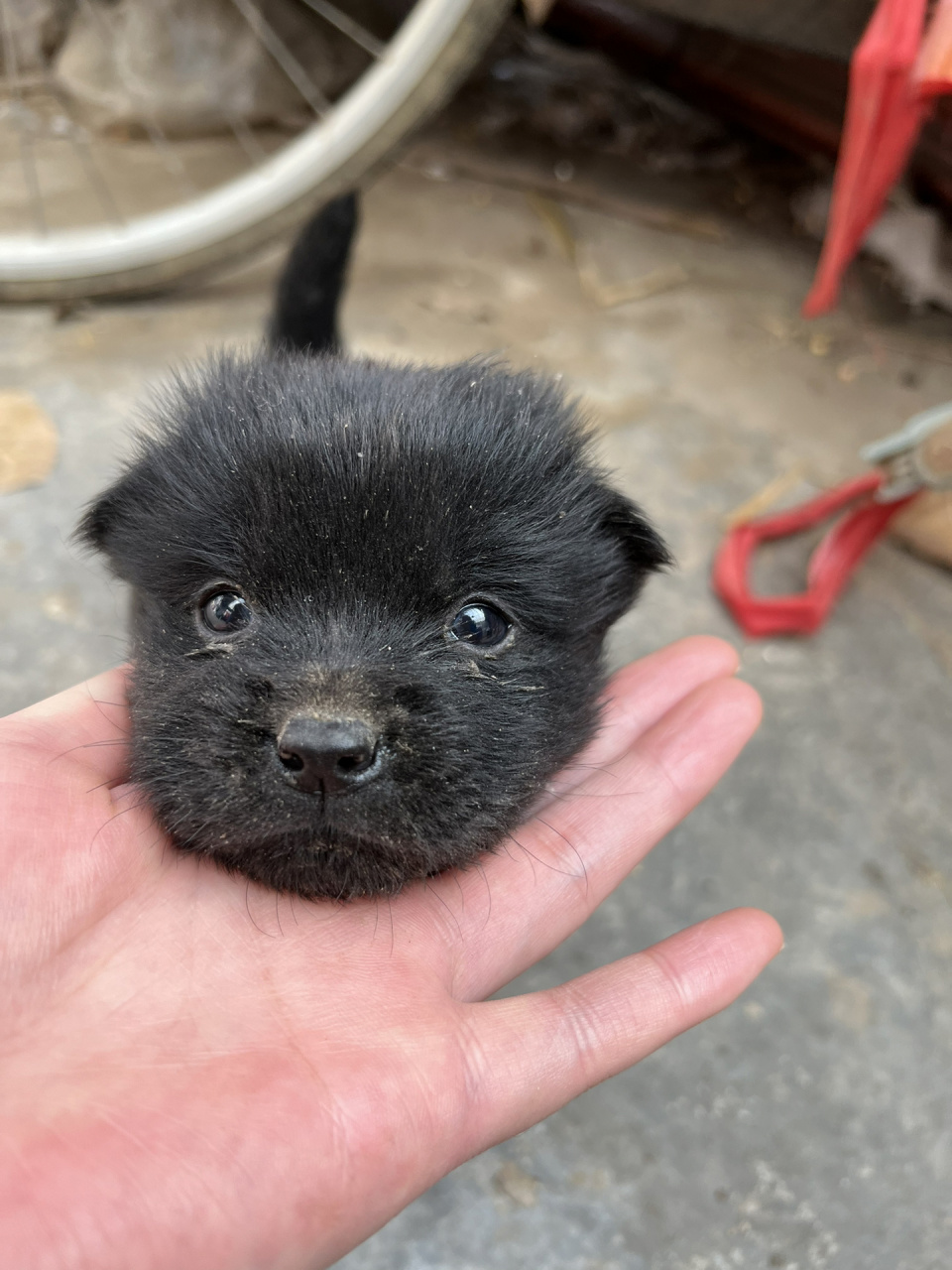 小黑狗黄爪子图片