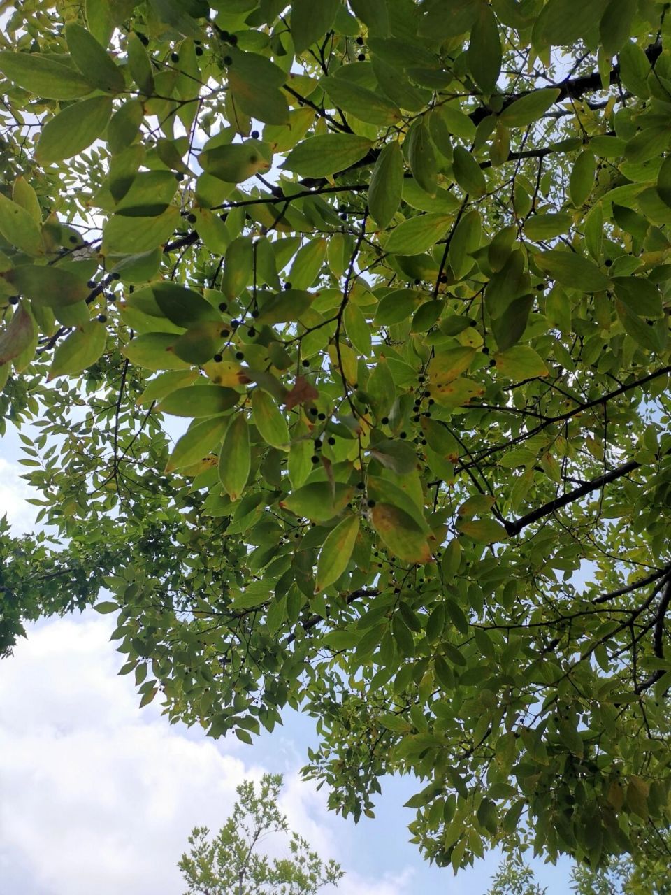 朴树是什么树 植物图片