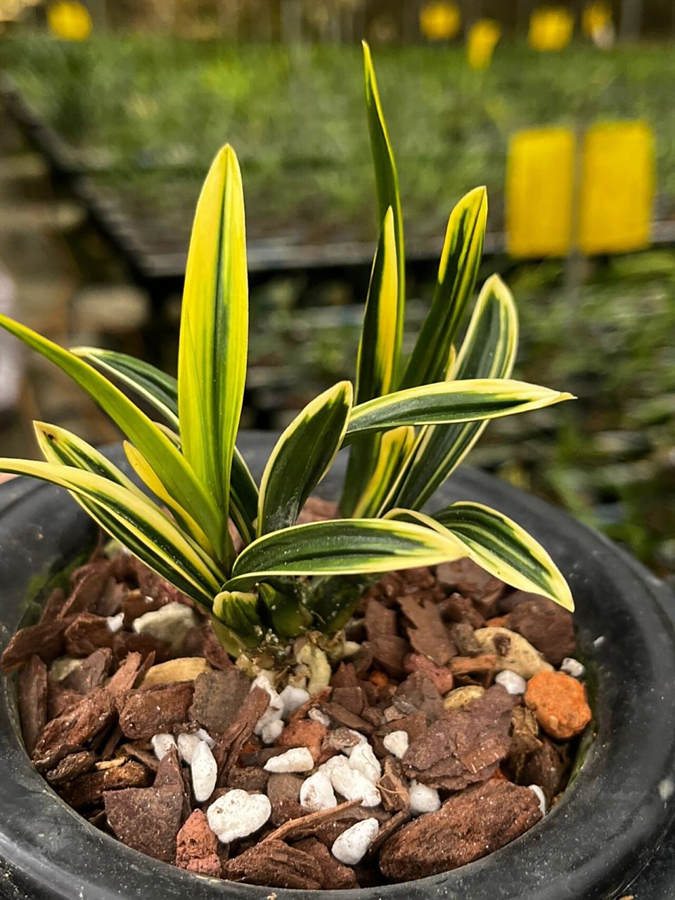 春兰金边皱叶～彩云荷 春兰矮种～彩云荷