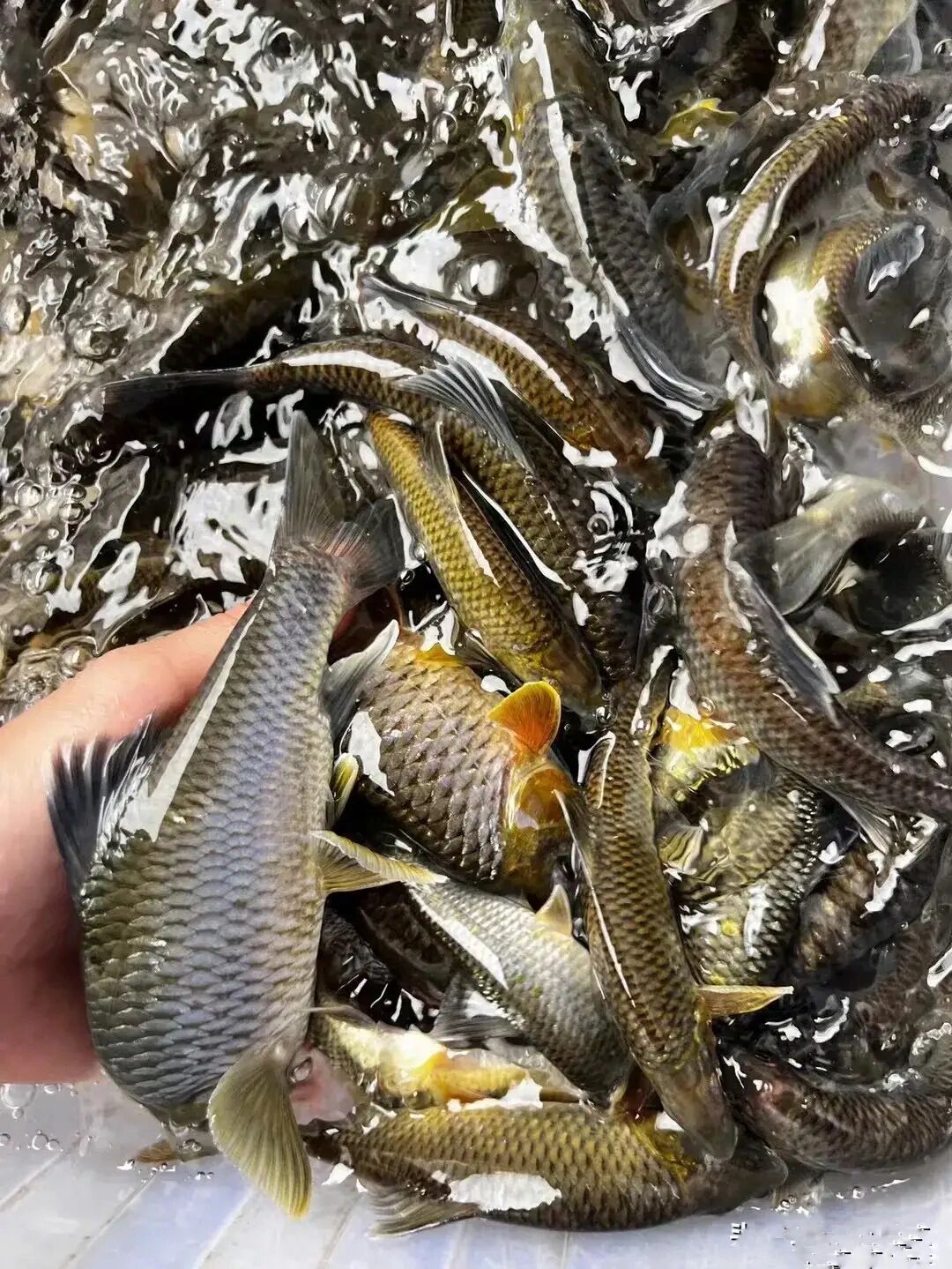 山坑水库石斑鱼