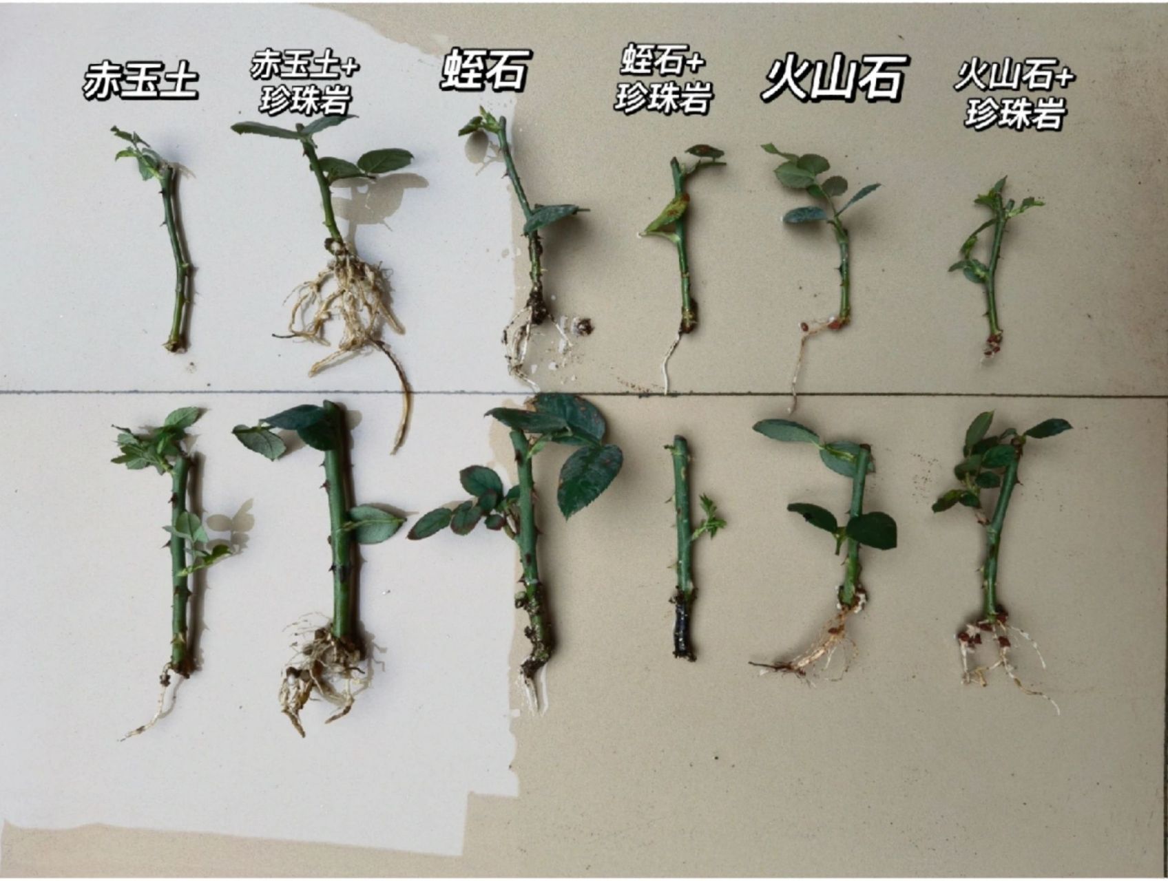 月季扦插,介质应该怎么选?