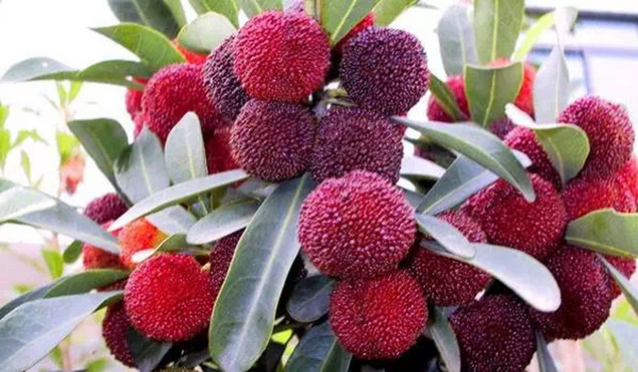 5月昆明周边杨梅采摘攻略!