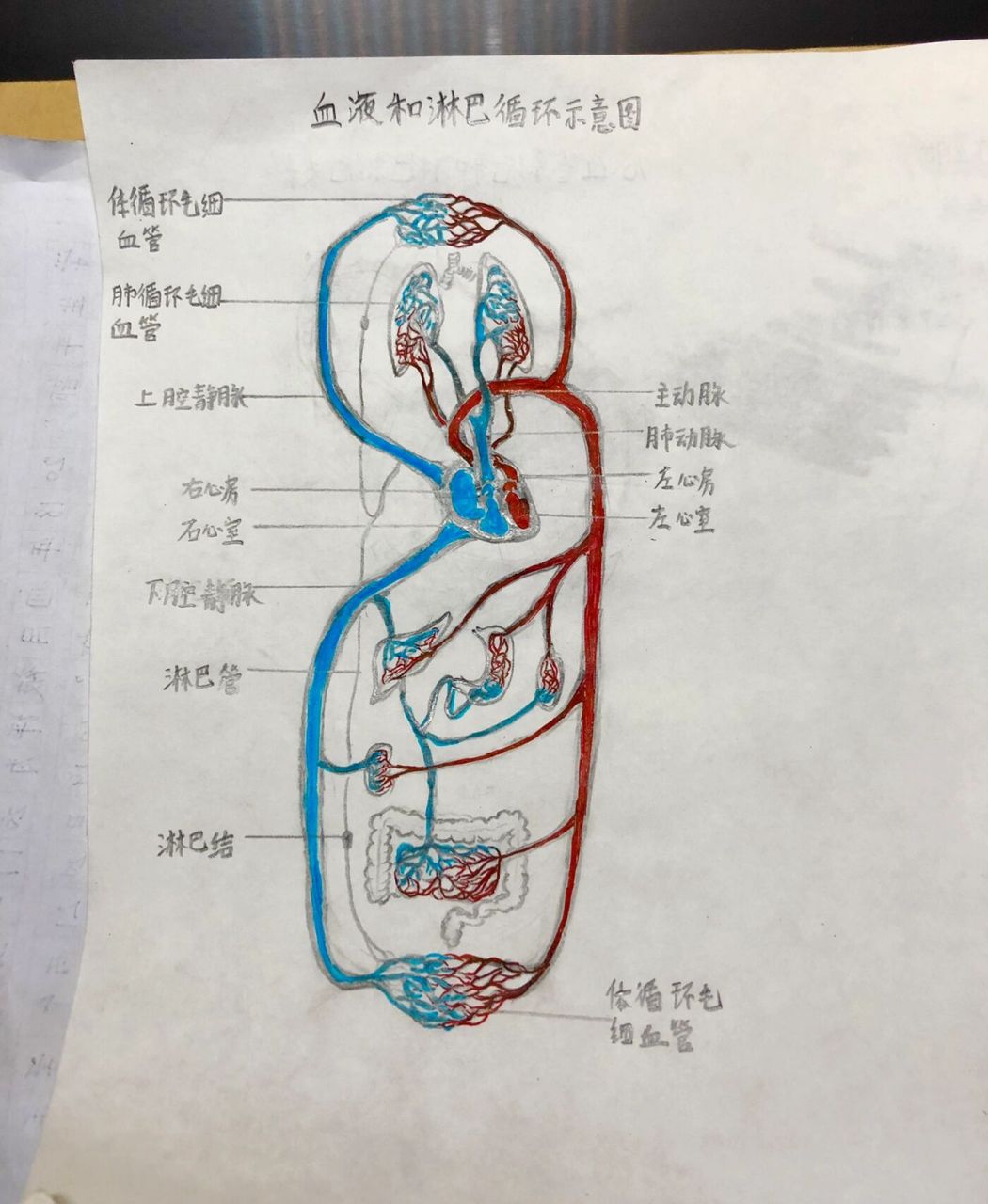 血液循环手绘图(示意) 医学生手绘!第一张彩图