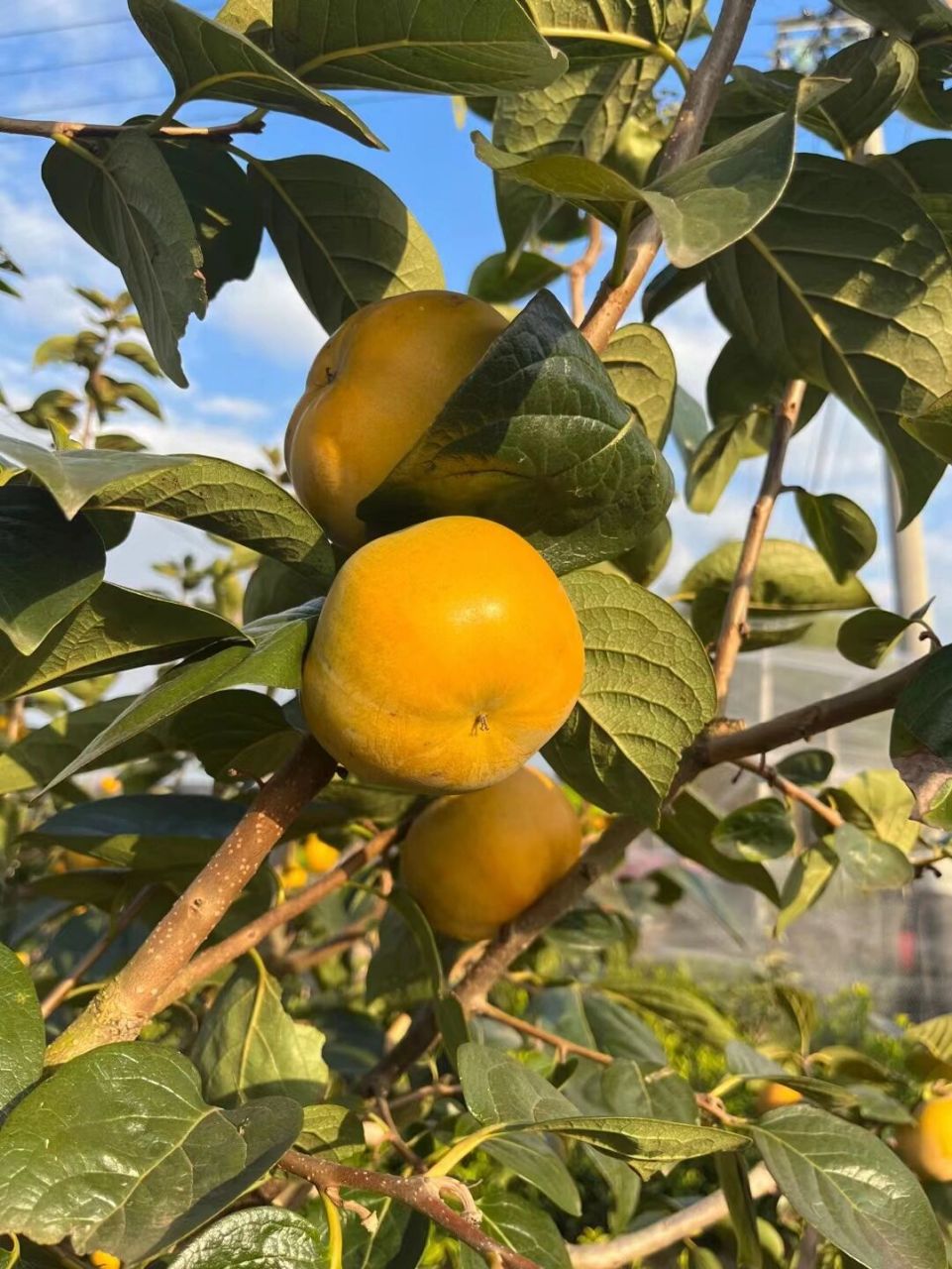 今年最后一批太秋脆柿 #日常碎片plog# #太秋脆甜柿子# #要温度也要