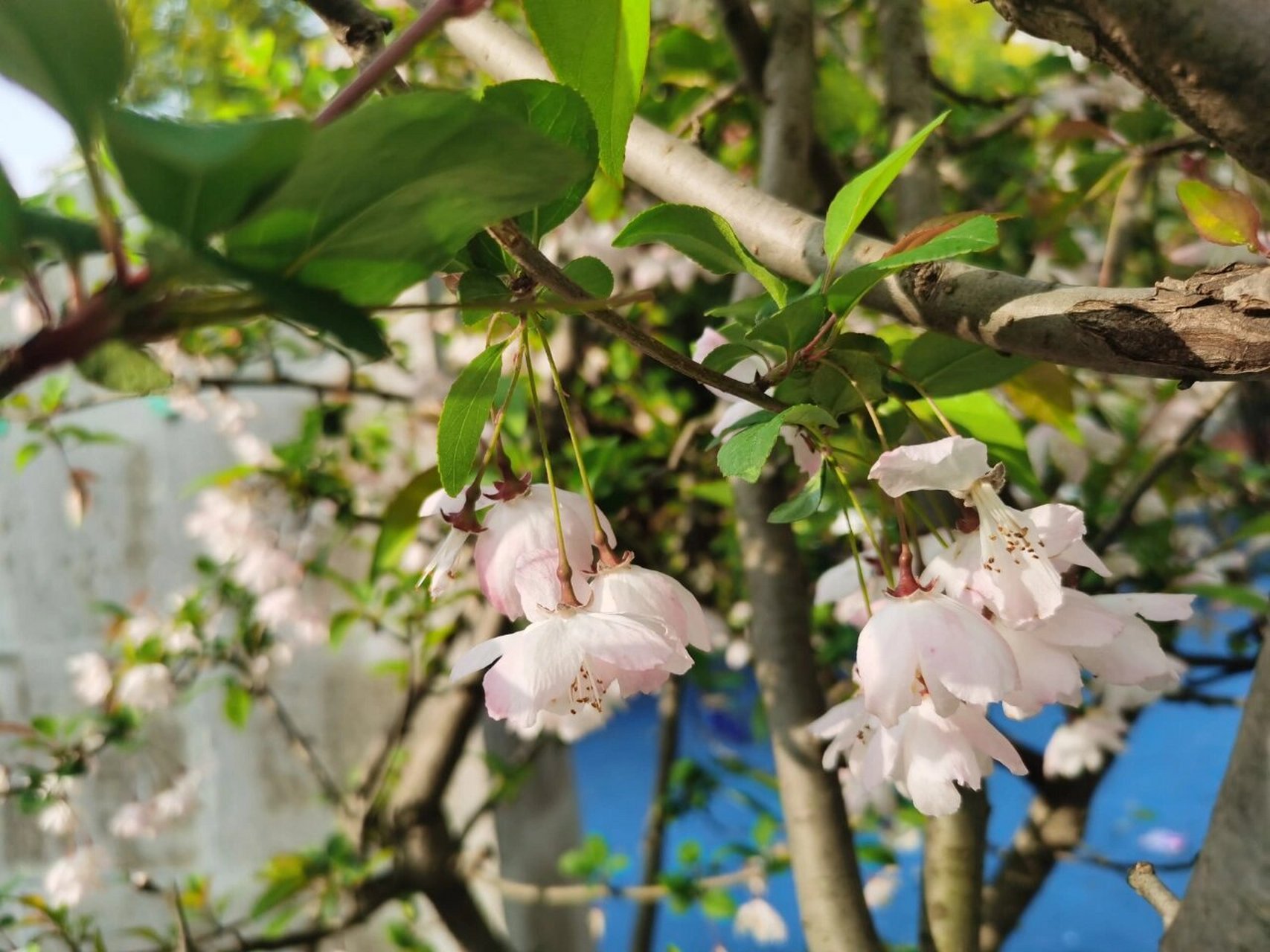 听说海棠的别名叫晚夜玉衡 080808太好看了,家楼下的垂丝海棠