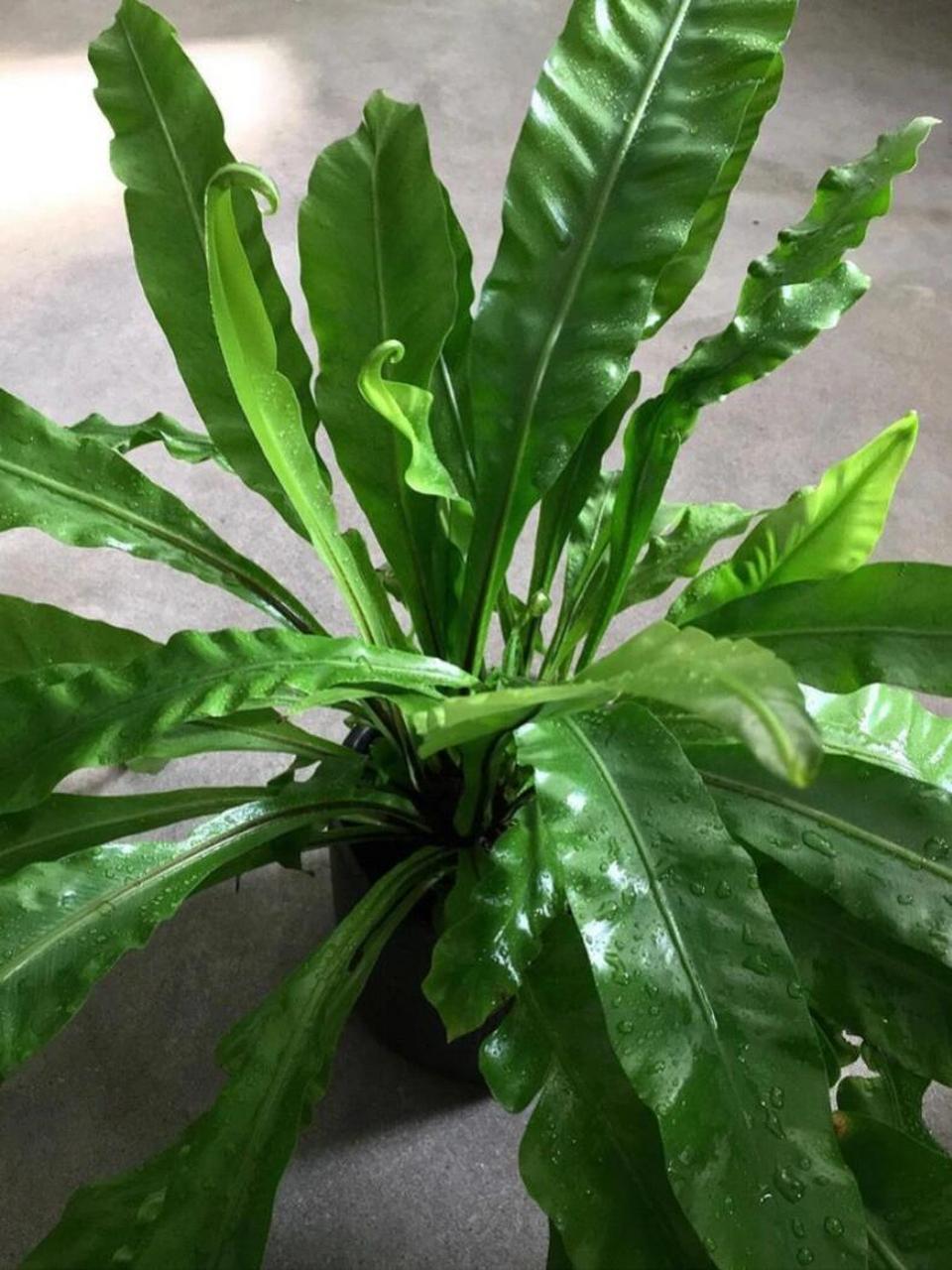 家居植物分享-鸟巢蕨 又名山苏花,为铁角蕨科巢蕨属下的一个种,属