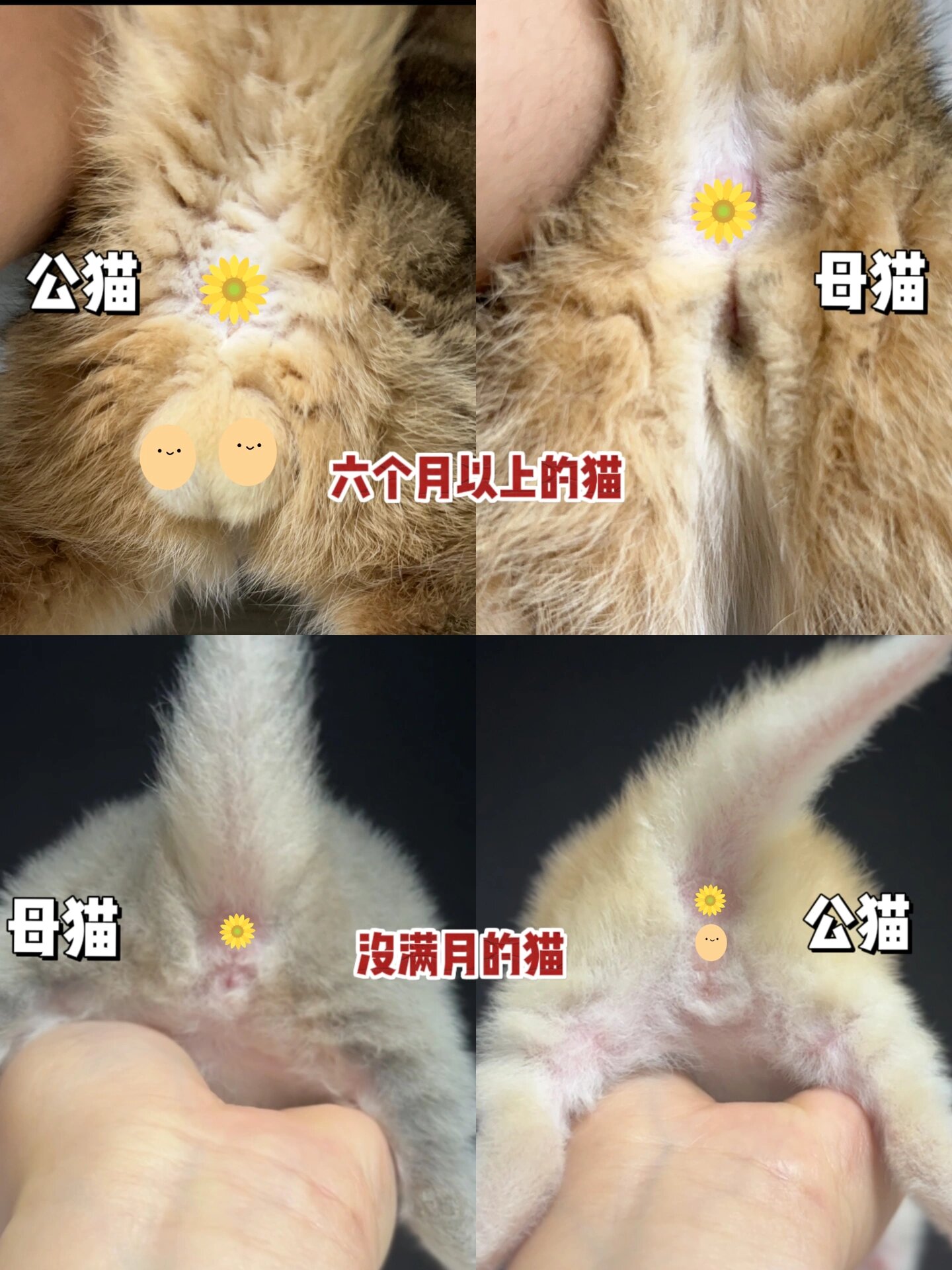 还不会分辨猫咪公母!图解安排 | 非常容易看