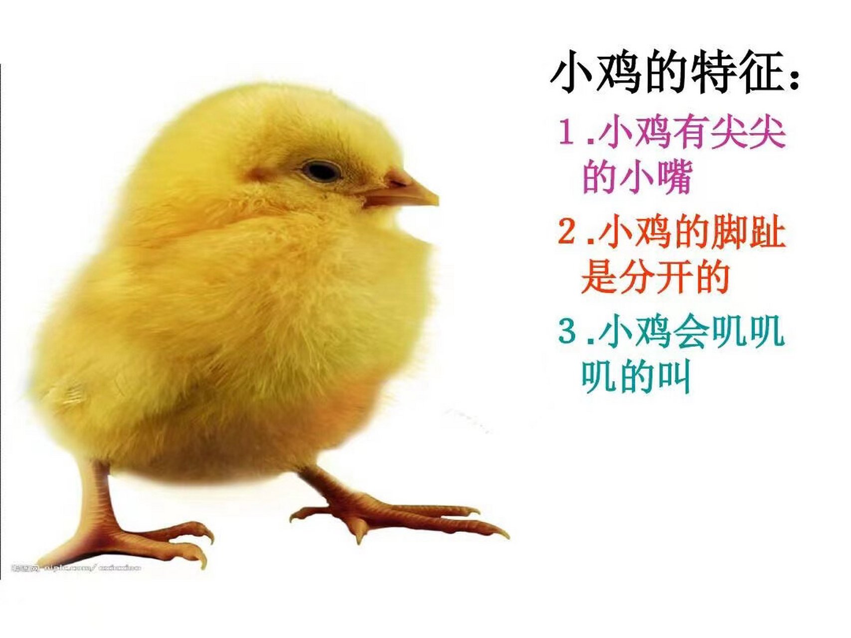 小鸡和小鸭ppt 幼儿园语言领域《小鸡和小鸭》ppt