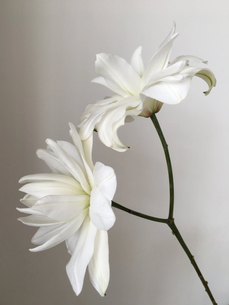 重瓣百合——白莲花/雪莲 最近沉迷百合不可自拔,白色的百合也买了