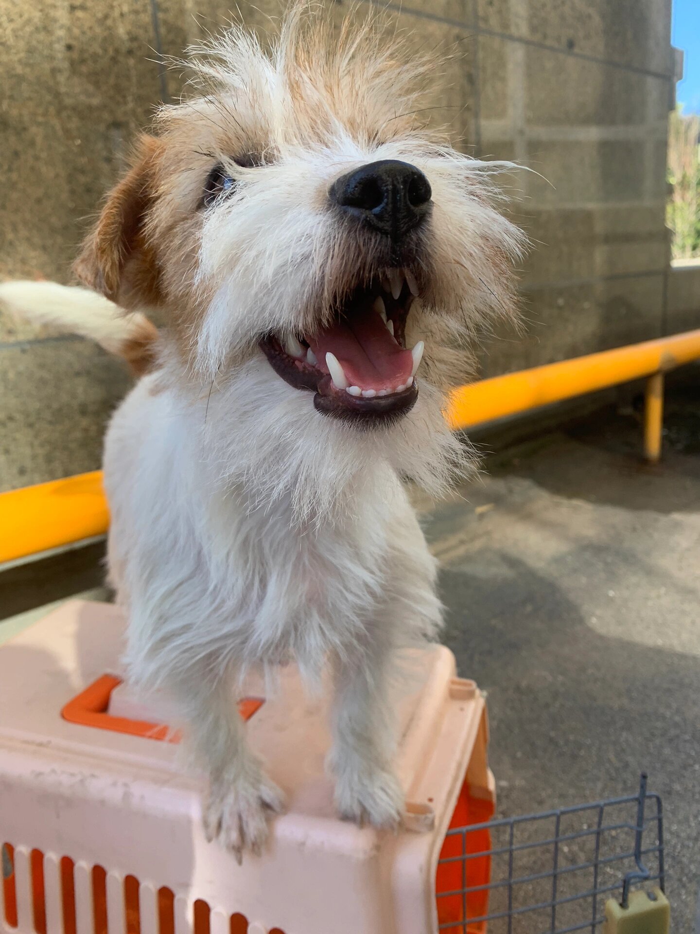 关于刚毛杰克罗素梗的优缺点