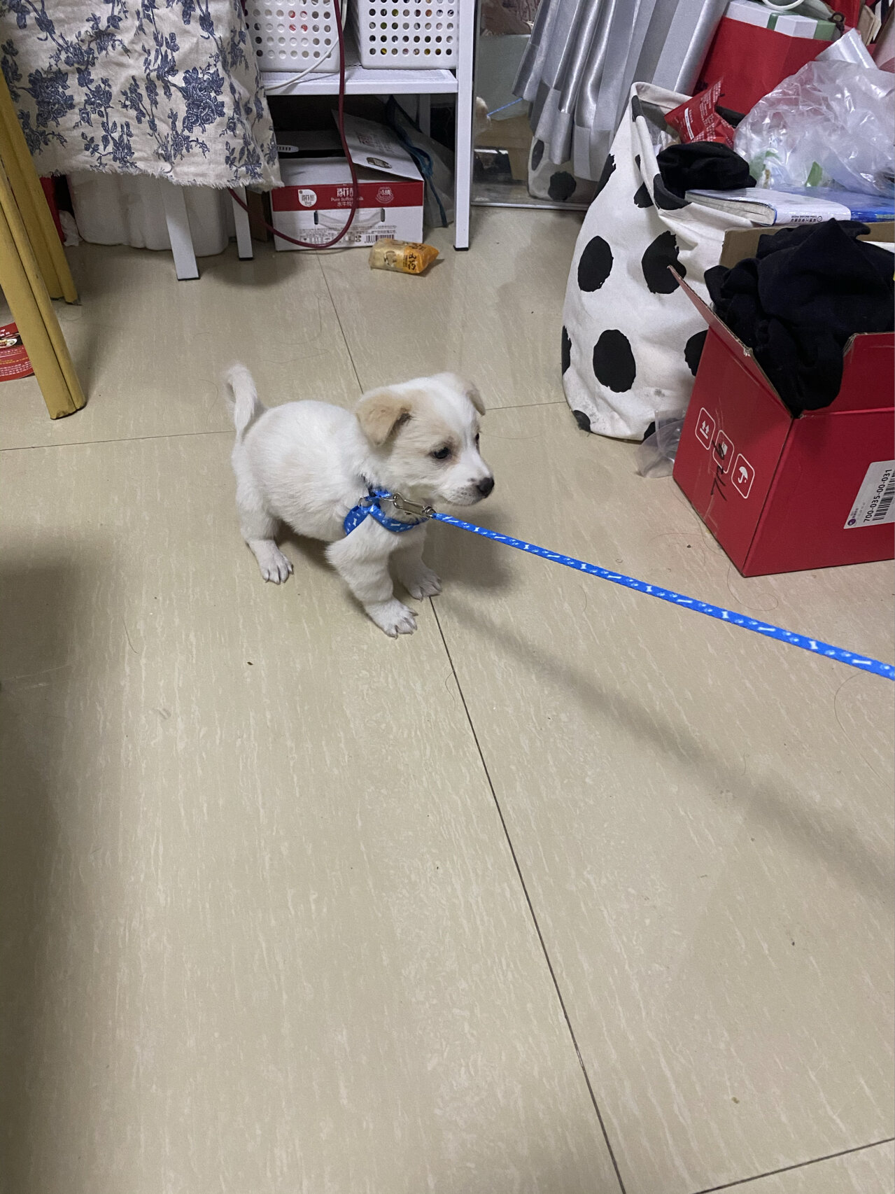 但这还是人生第一次养狗 因为在夜市买的 50天的小拉布拉多串串 刚接