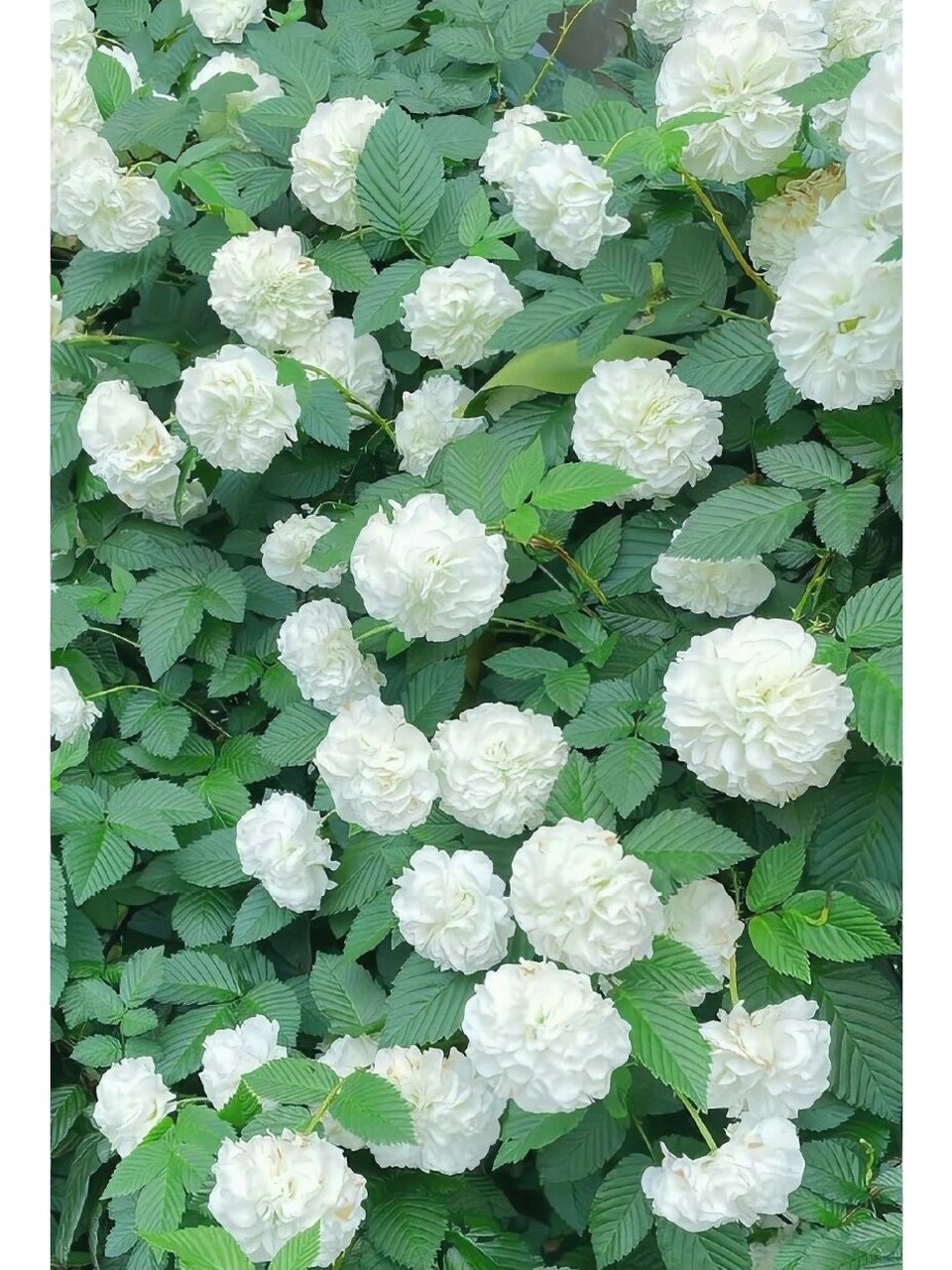 荼蘼花 荼蘼是百花之后绽放的鲜花,其花语含义为末路之美,代表着繁华