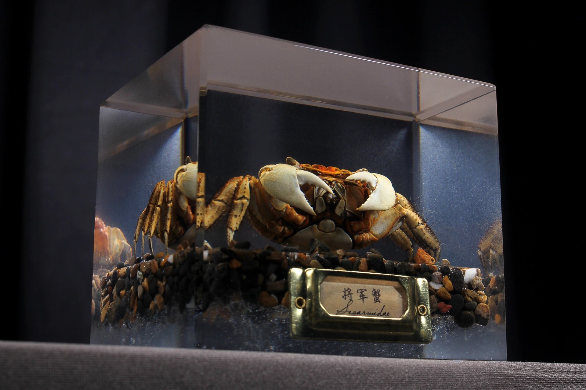 将军蟹标本树脂摆件 博物系列——《将军蟹》
