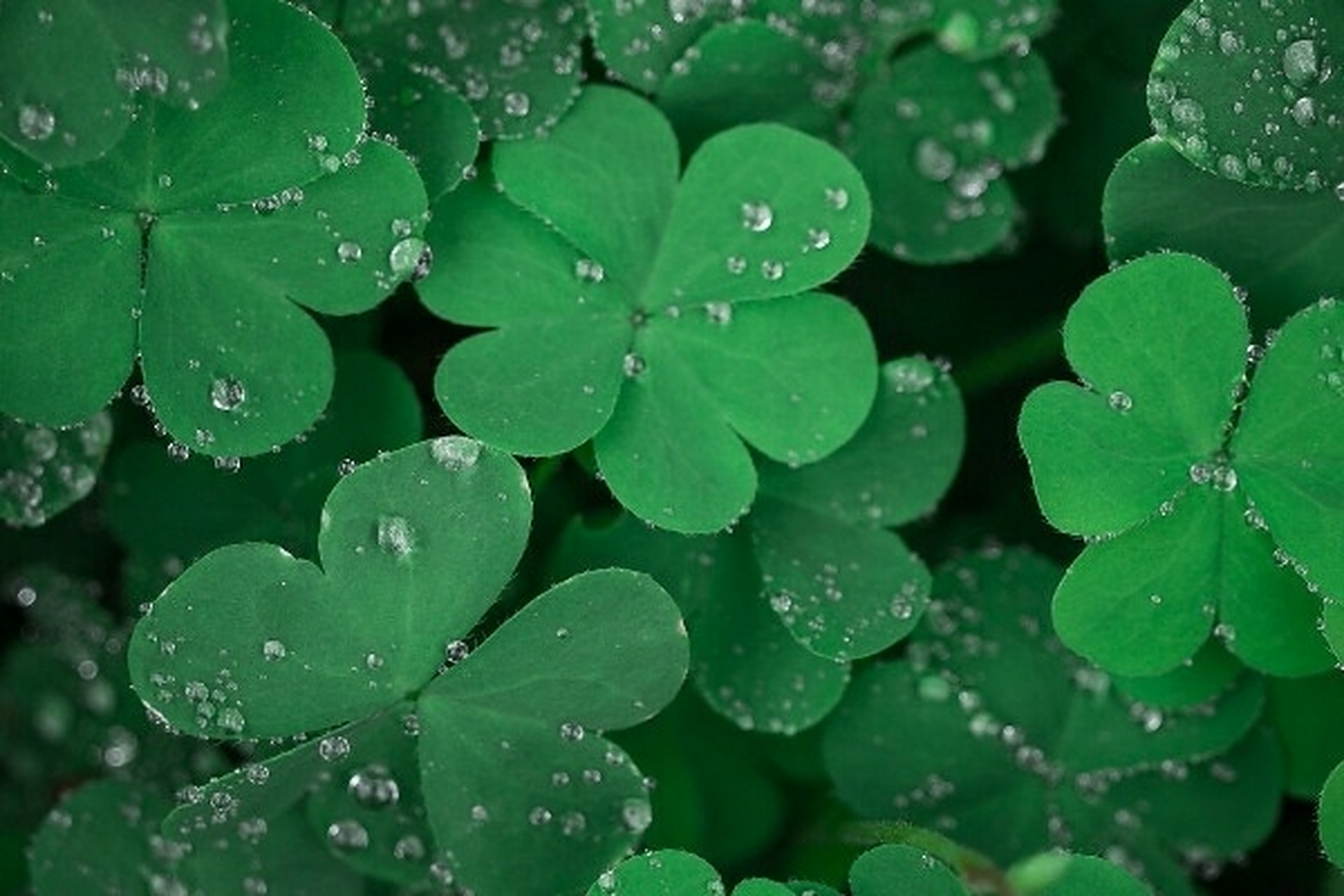 四叶草的寓意 四叶草象征着幸运,活力.