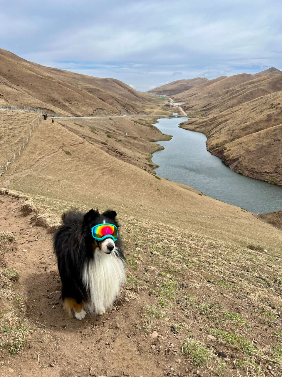 五一假期带狗旅行·云南 【会泽-大海草山-望春风】 草绿得到七八月