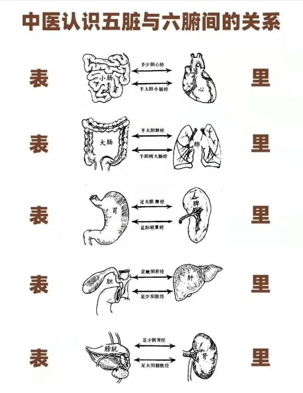 快乐学中医之—脏腑的表里关系      7215重要的一点就是,脏为阴