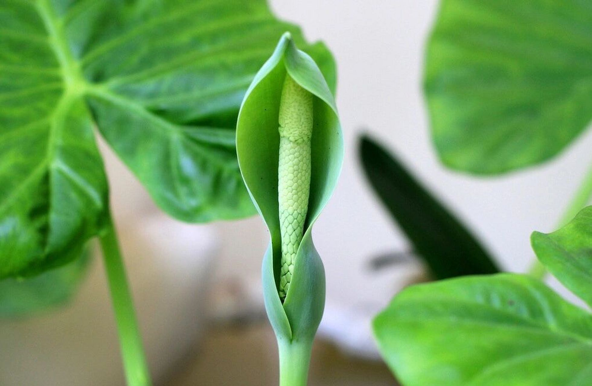 植物|滴水观音 滴水观音 97滴水观音对土的要求不是很高,但是要排水