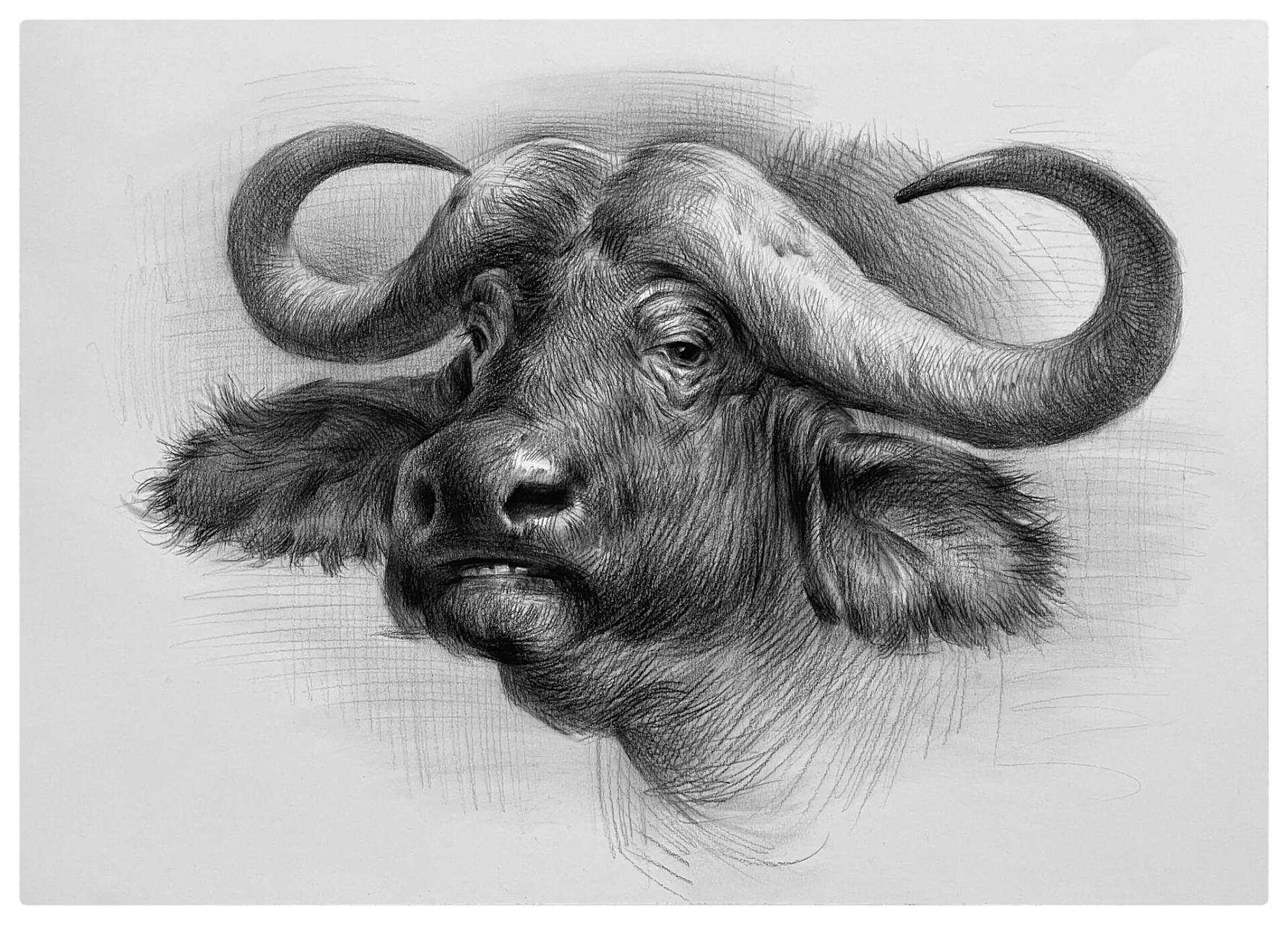 素描动物 大水牛97