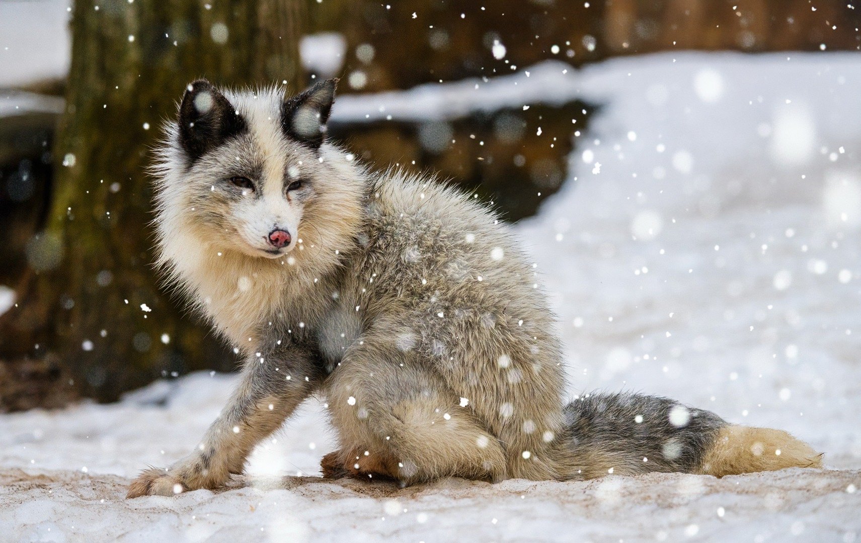 在日本的冬季,茫茫雪野宛如童话世界,狐狸便是其中的灵动精灵