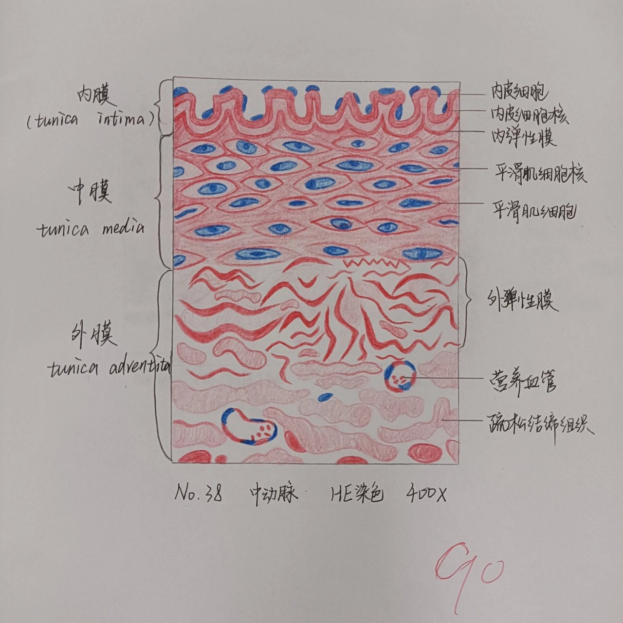 厚壁细胞手绘图图片