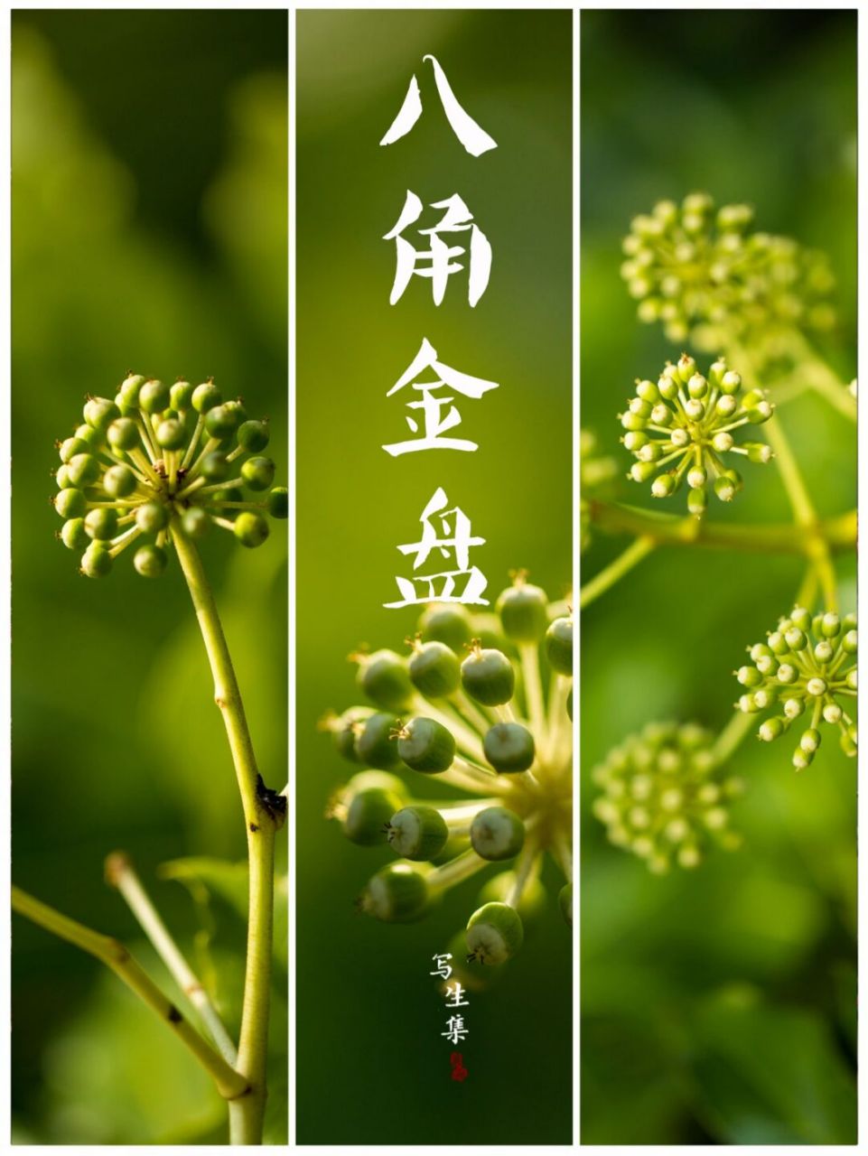 是五加科八角金盘属的一种常绿灌木.