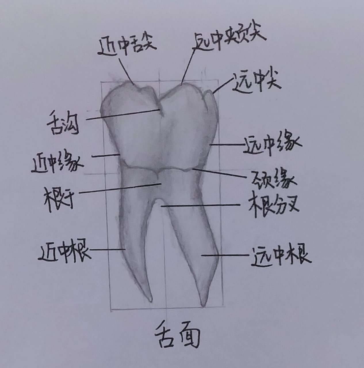 右下颌第一磨牙图片图片