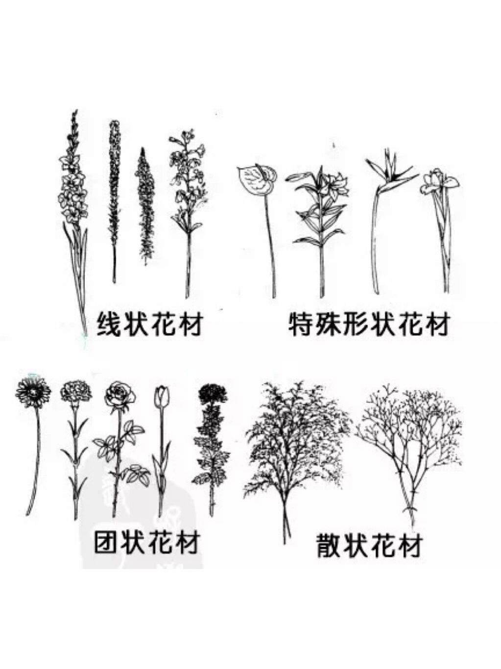婚礼花艺分享1661519种常见【线状花材】91 98花材根据形态的