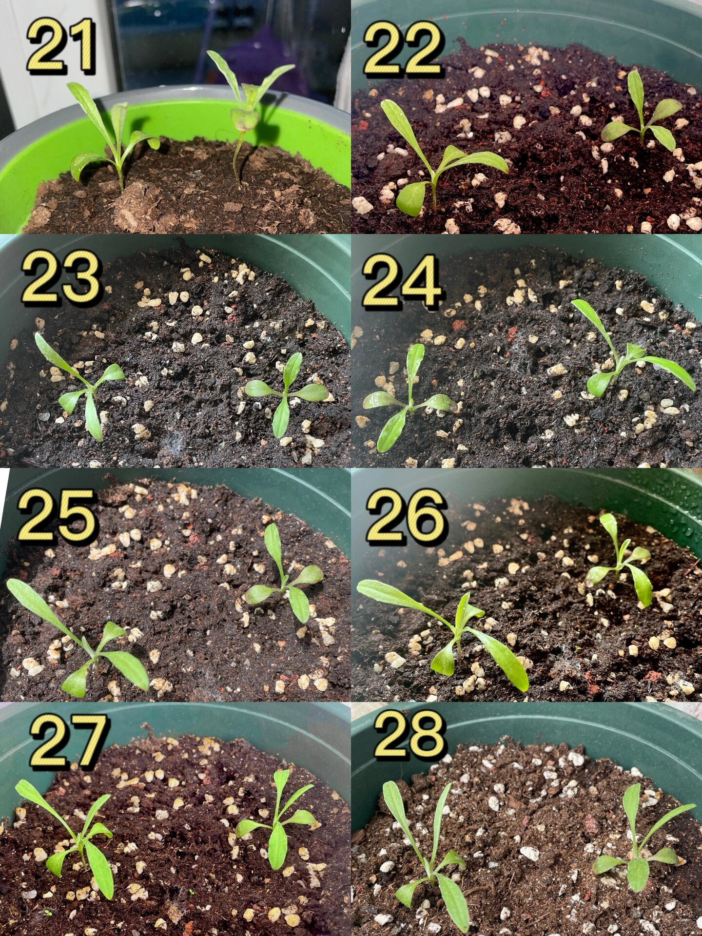 矢车菊生长记录 3.17-4.13 嘿嘿源哥的种子 种出属于我的夏天?