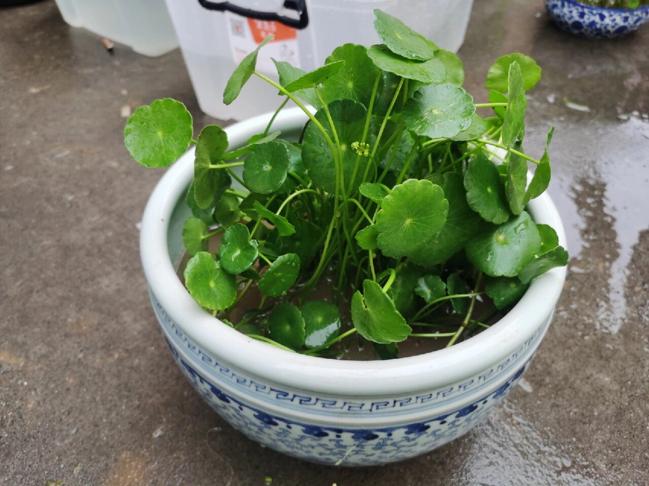 香菇草 怎么养 香菇草养殖的方法: 1.