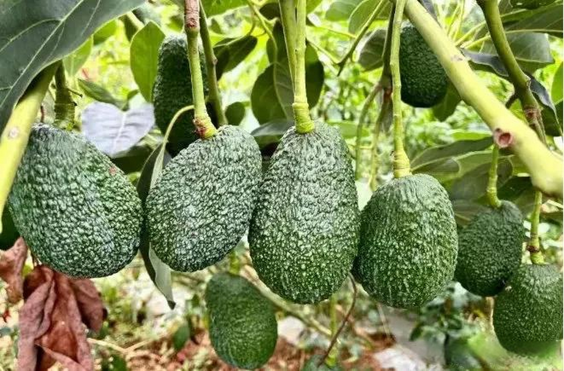 攀枝花头条你吃的热带水果,可能都来自攀枝花!