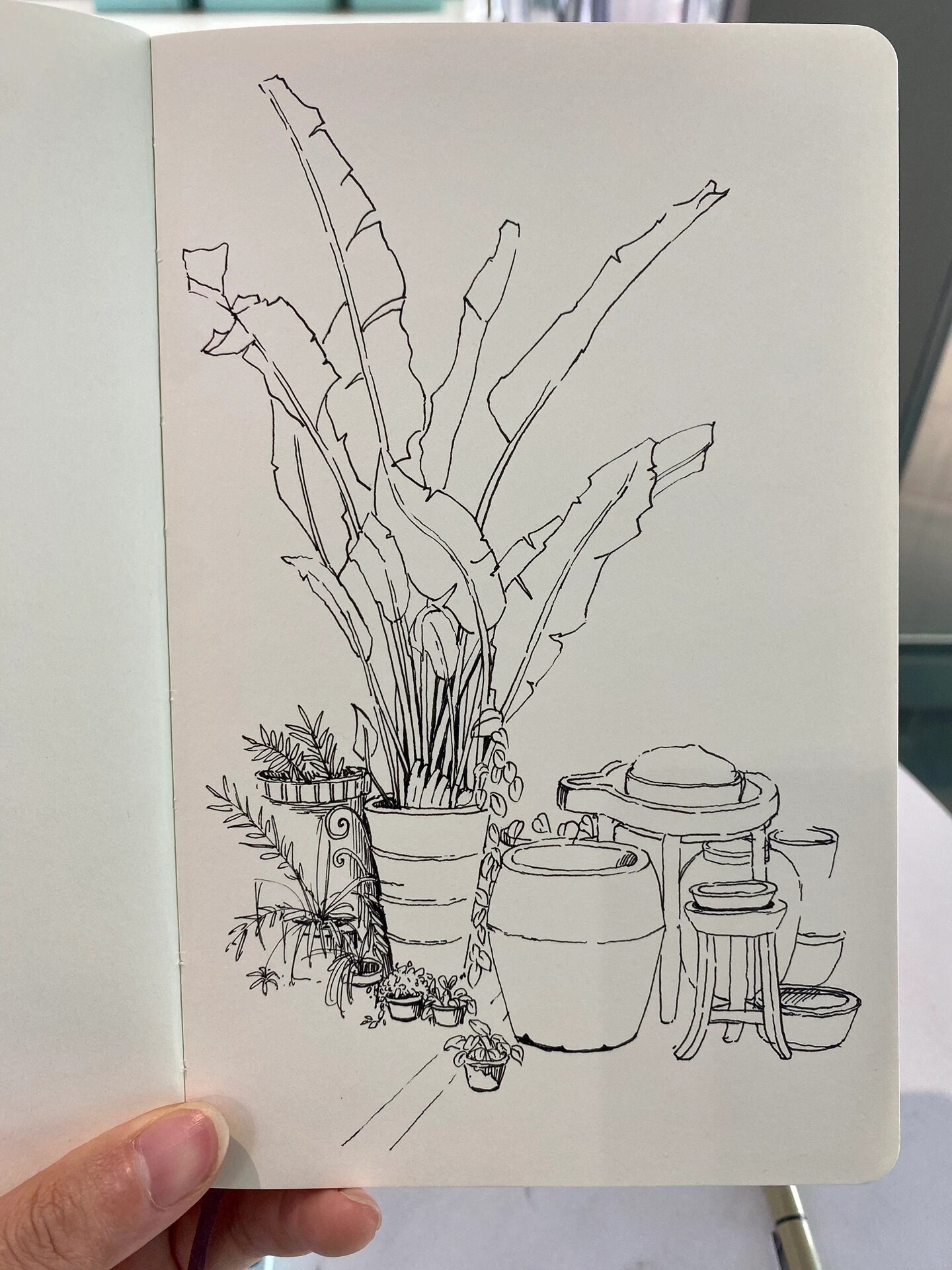 植物速写小练习