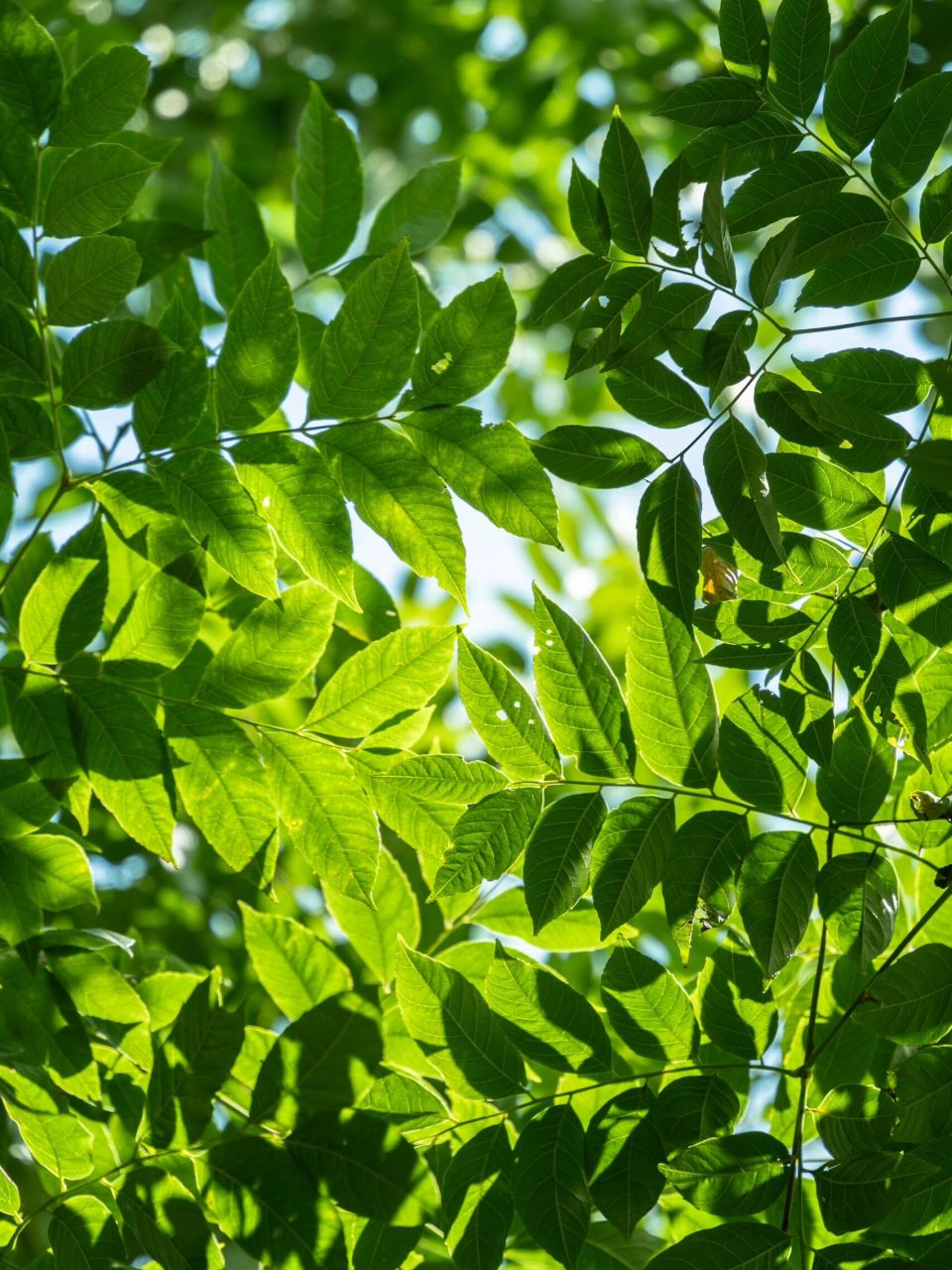 流淌的绿色光影 91:索尼a7c 28-200