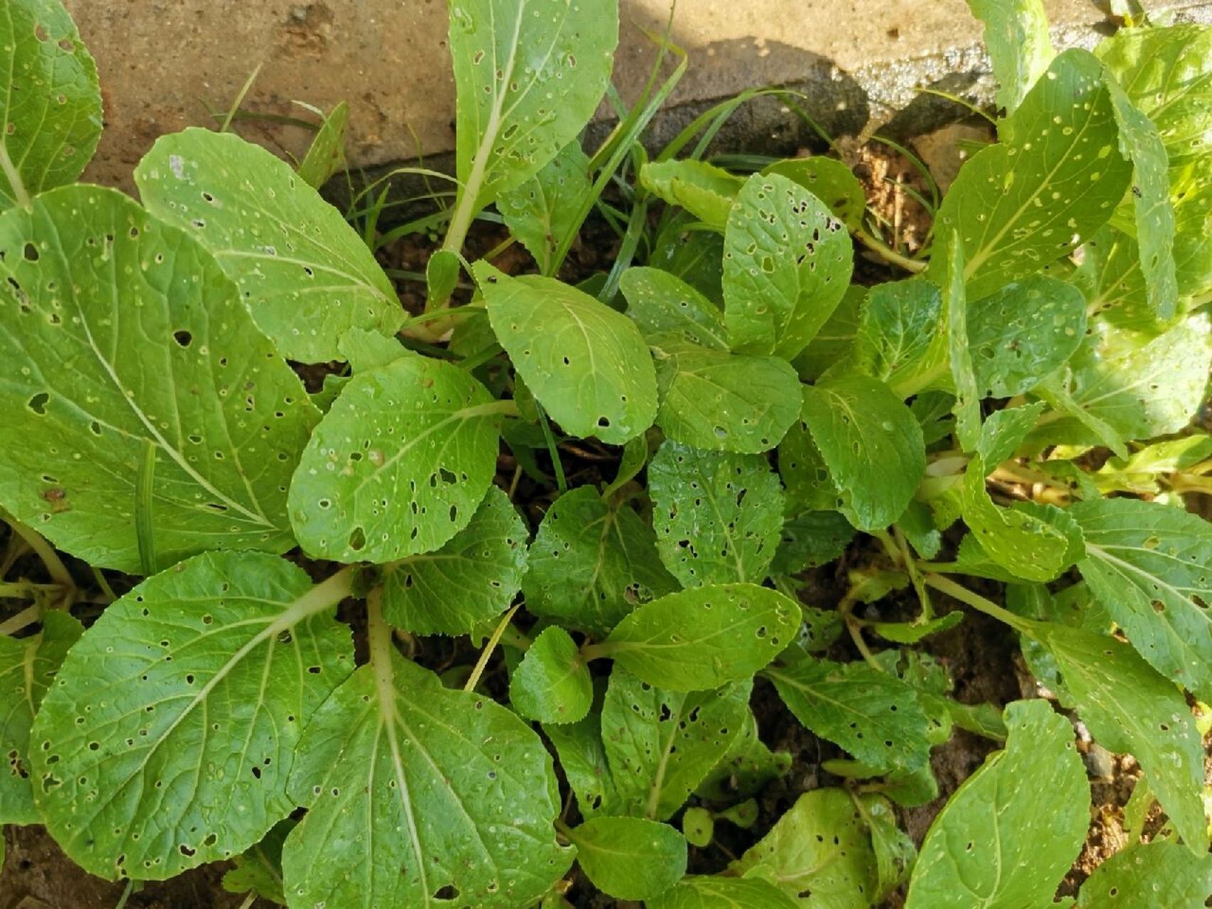 青菜长虫了怎么办 种的青菜长虫了,撒了草木灰也没有用,因为经常有