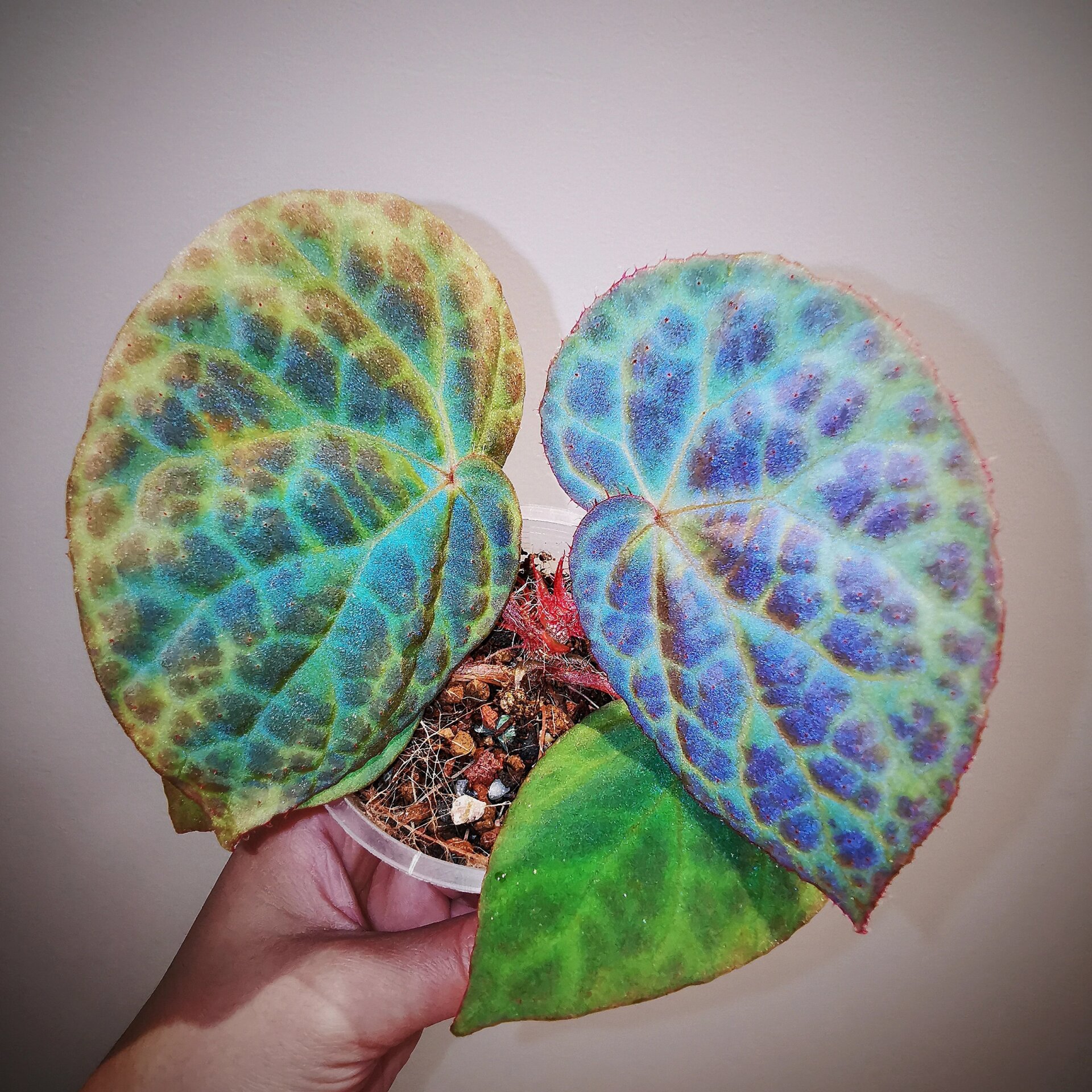 无敌的秋海棠「滇缅秋海棠」 begonia rockii 产自中国云南的根茎类秋