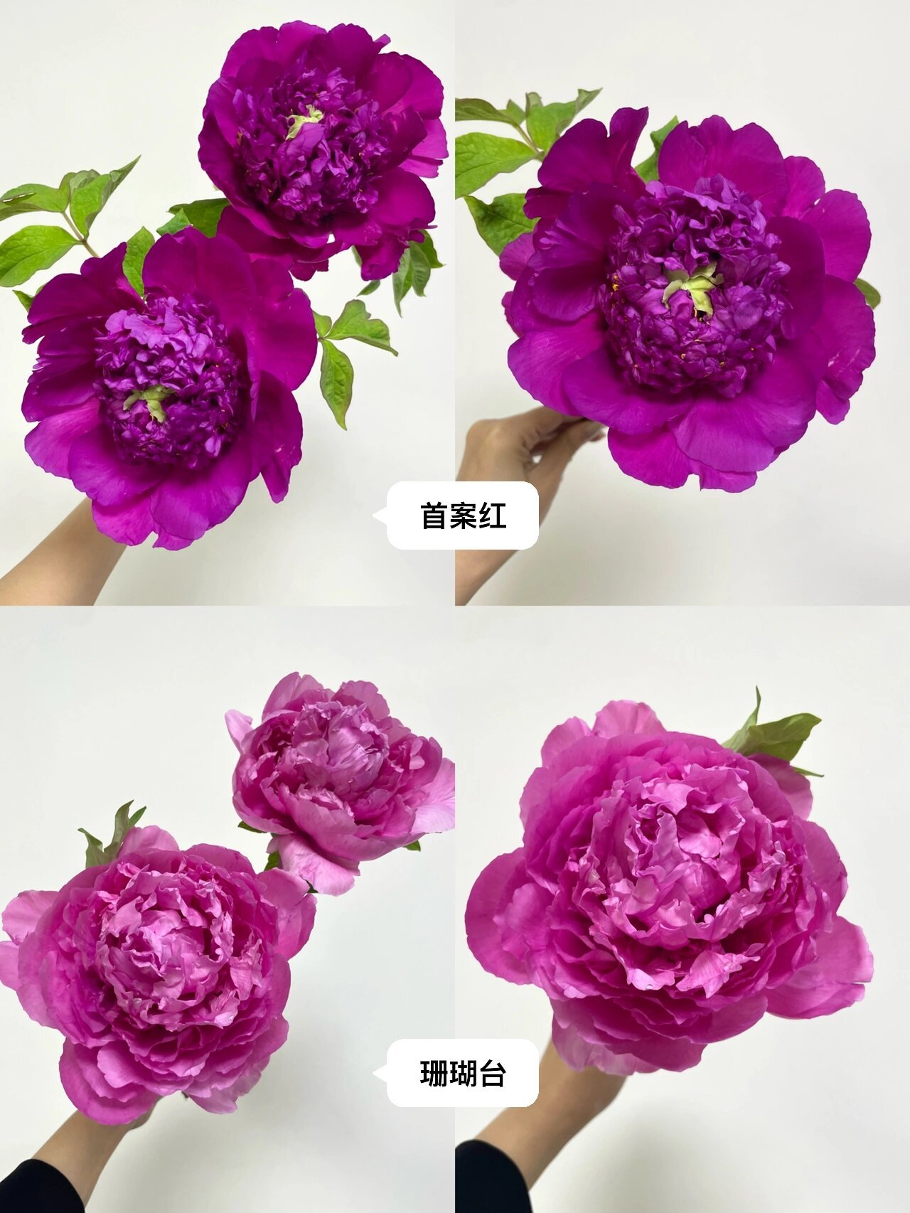 国产牡丹首案红,珊瑚台 两款明显的台阁型牡丹.